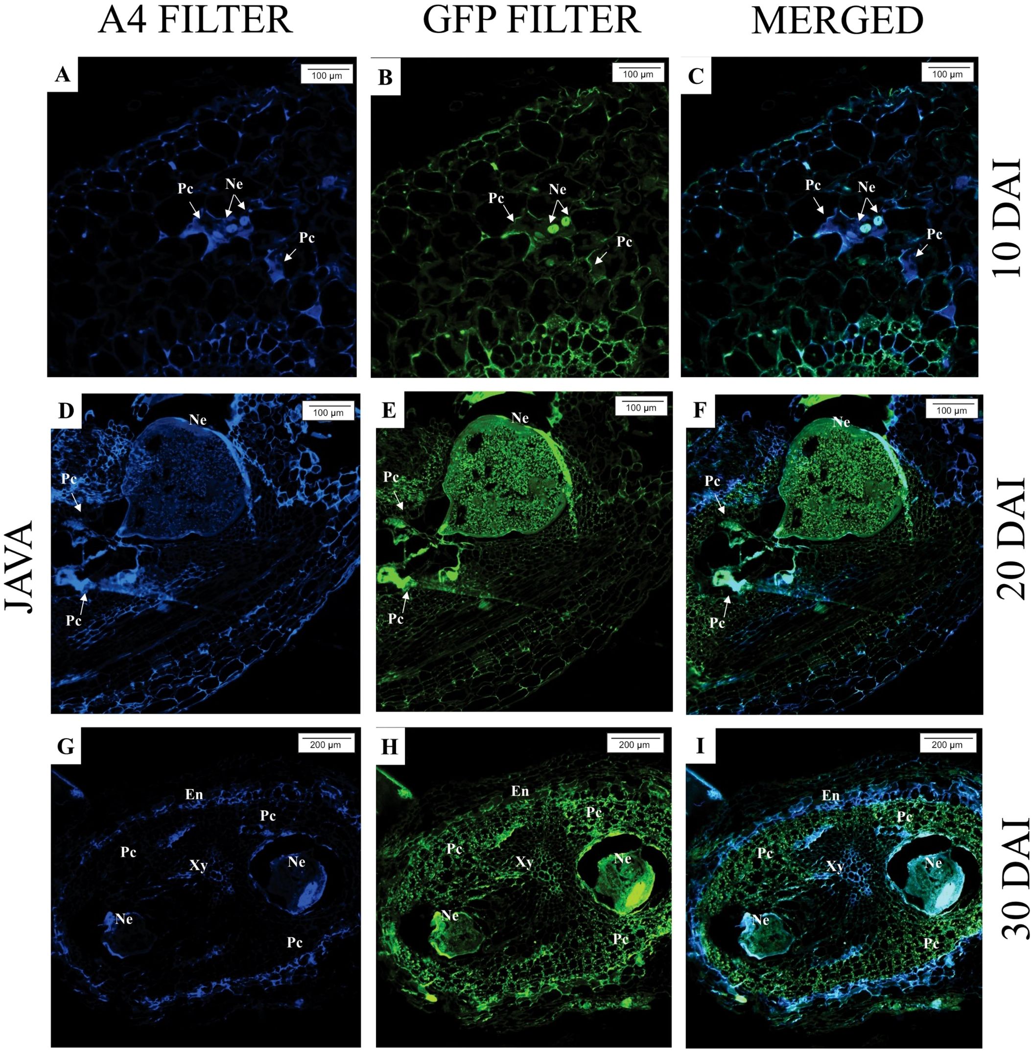 Three rows of microscopic images show plant tissue at different days after inoculation (10, 20, and 30 DAI) using two filters: A4 (blue) and GFP (green), along with merged images. Labels indicate various tissue parts including Pc, Ne, Xy, and En. Each image panel includes scale bars of either one hundred or two hundred micrometers.