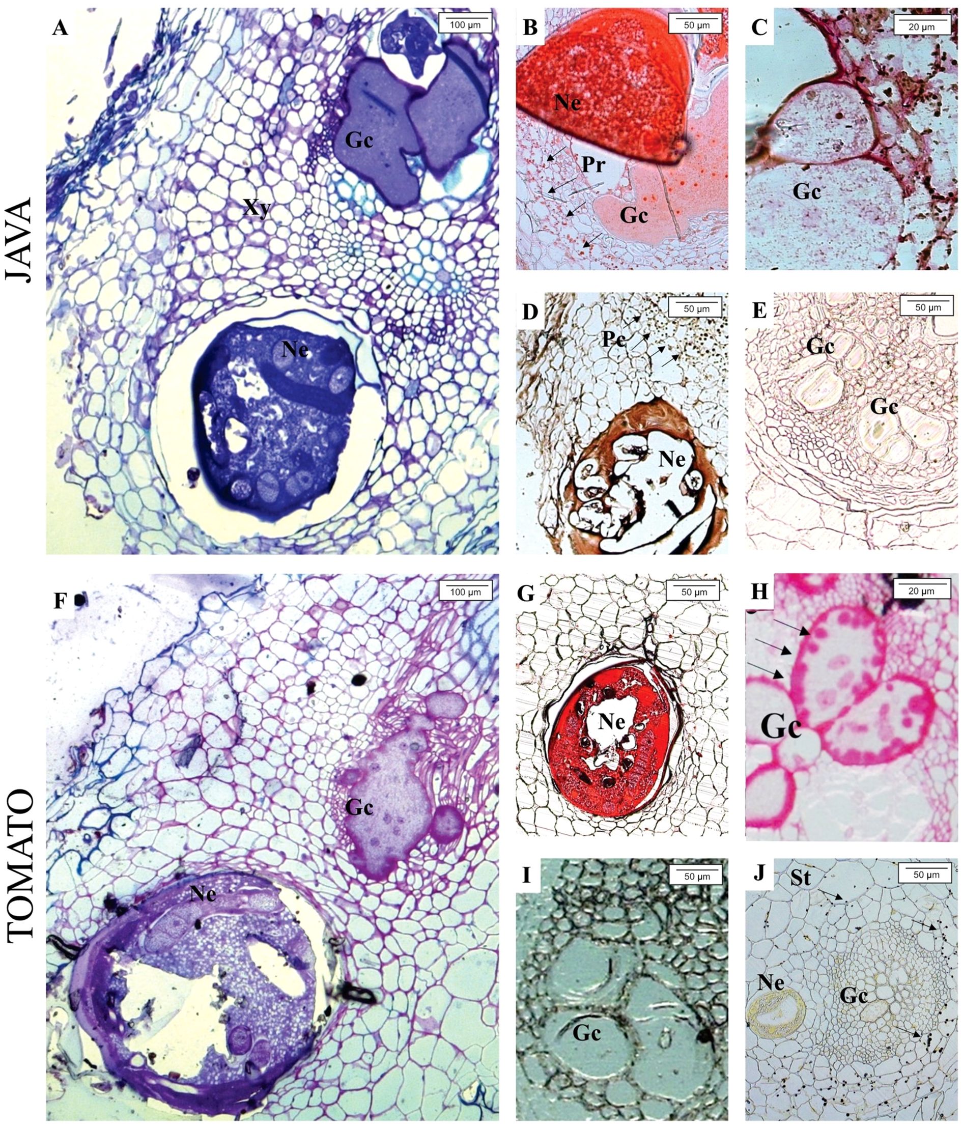 Microscopic images of plant stem cross-sections infected by nematodes. Panels A to E show Java plants; panels F to J depict Tomato plants. Both sets highlight features such as giant cells (Gc) and nematodes (Ne). Scale bars range from twenty to one hundred micrometers. Different staining techniques are used to differentiate plant tissues, nematodes, and gall structures.