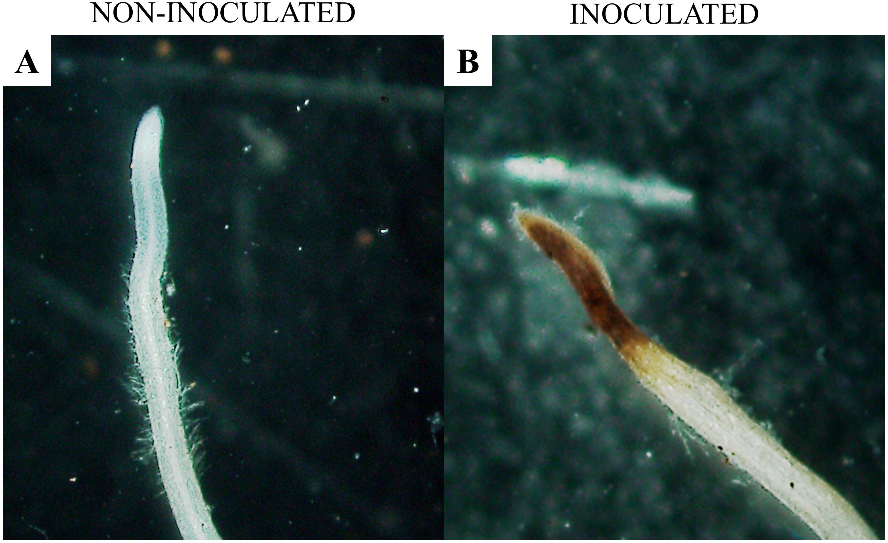 Microscopic images of plant roots. Image A shows a non-inoculated root, appearing white and healthy. Image B shows an inoculated root, which appears brown and damaged.