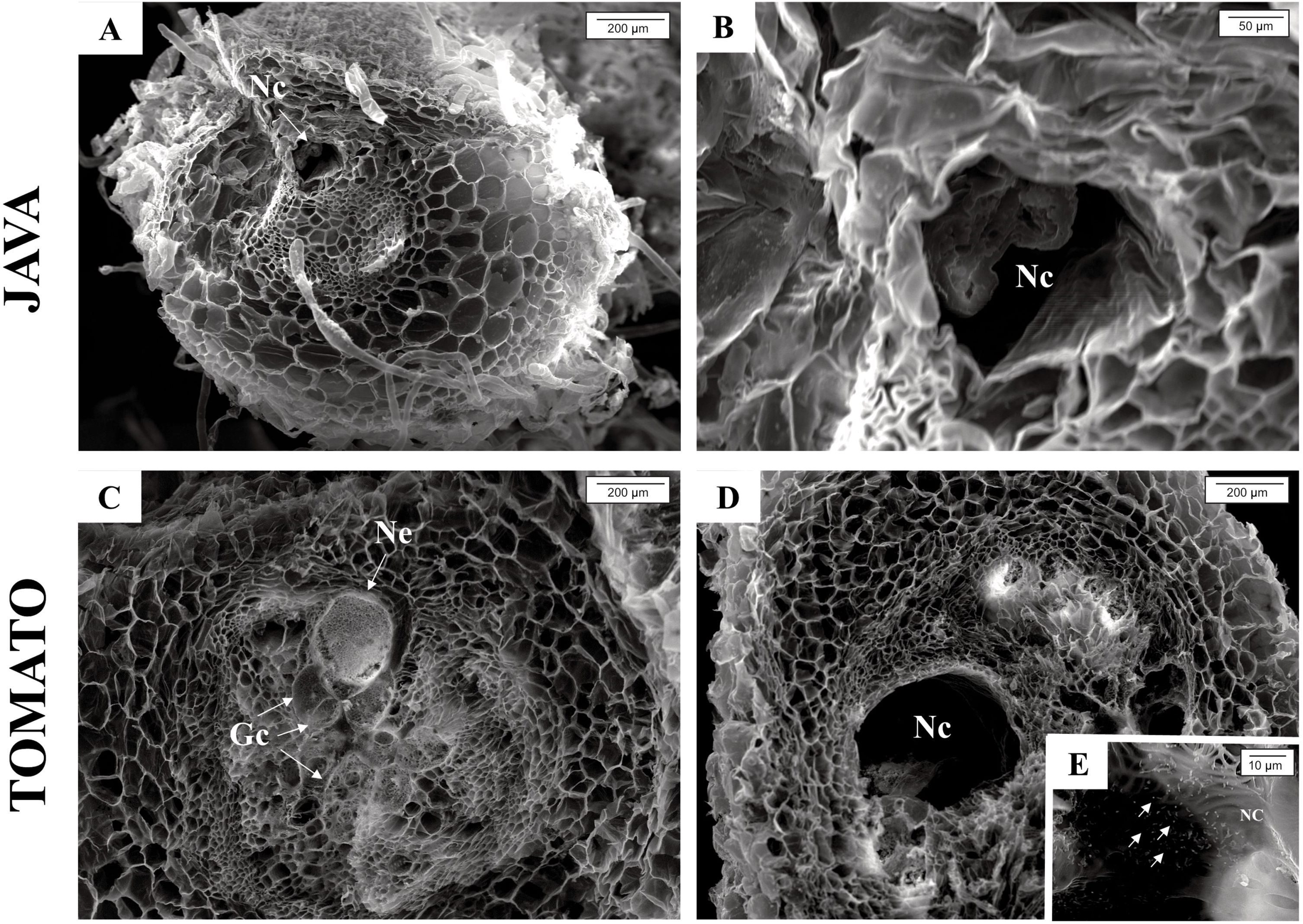 Electron microscope images of plant structures. Panel A shows Java with Nc labeled, featuring a honeycomb-like pattern. Panel B has a closer view of Java's Nc. Panels C and D display Tomato structures. Panel C highlights Ne and Gc within a similar pattern. Panel D focuses on Nc. Panel E shows a detailed view of the Tomato's NC with small arrows. Scale bars indicate size for context.