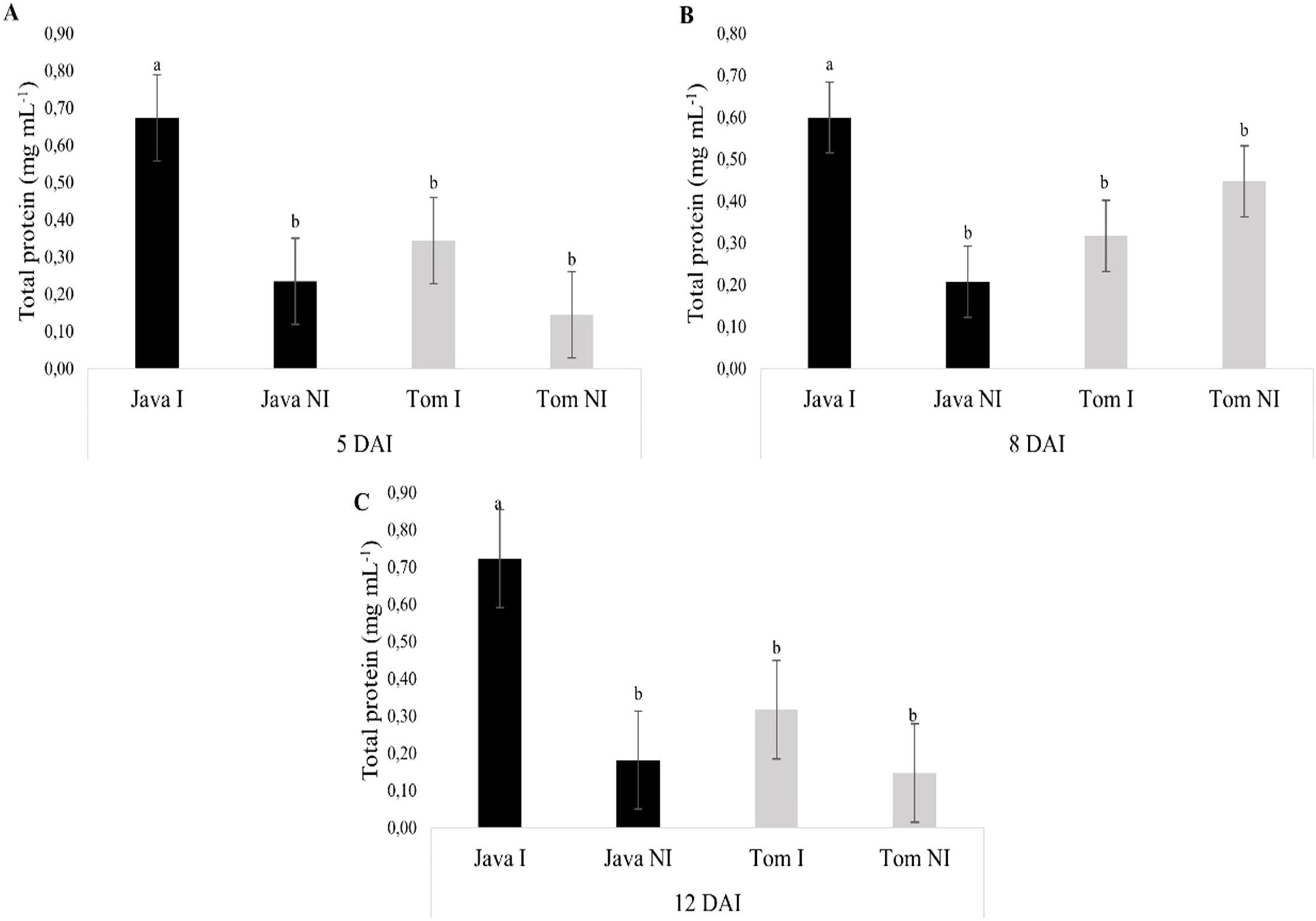Bar graph comparing total protein levels in Java and Tom cultivars under inoculated (I) and non-inoculated (NI) conditions across three time points: 5, 8, and 12 days after inoculation (DAI). Graph A (5 DAI) shows Java I has the highest protein, followed by Tom I, Java NI, and Tom NI. Graph B (8 DAI) shows similar patterns. Graph C (12 DAI) shows Java I significantly higher than others. Letters above bars indicate statistical significance.