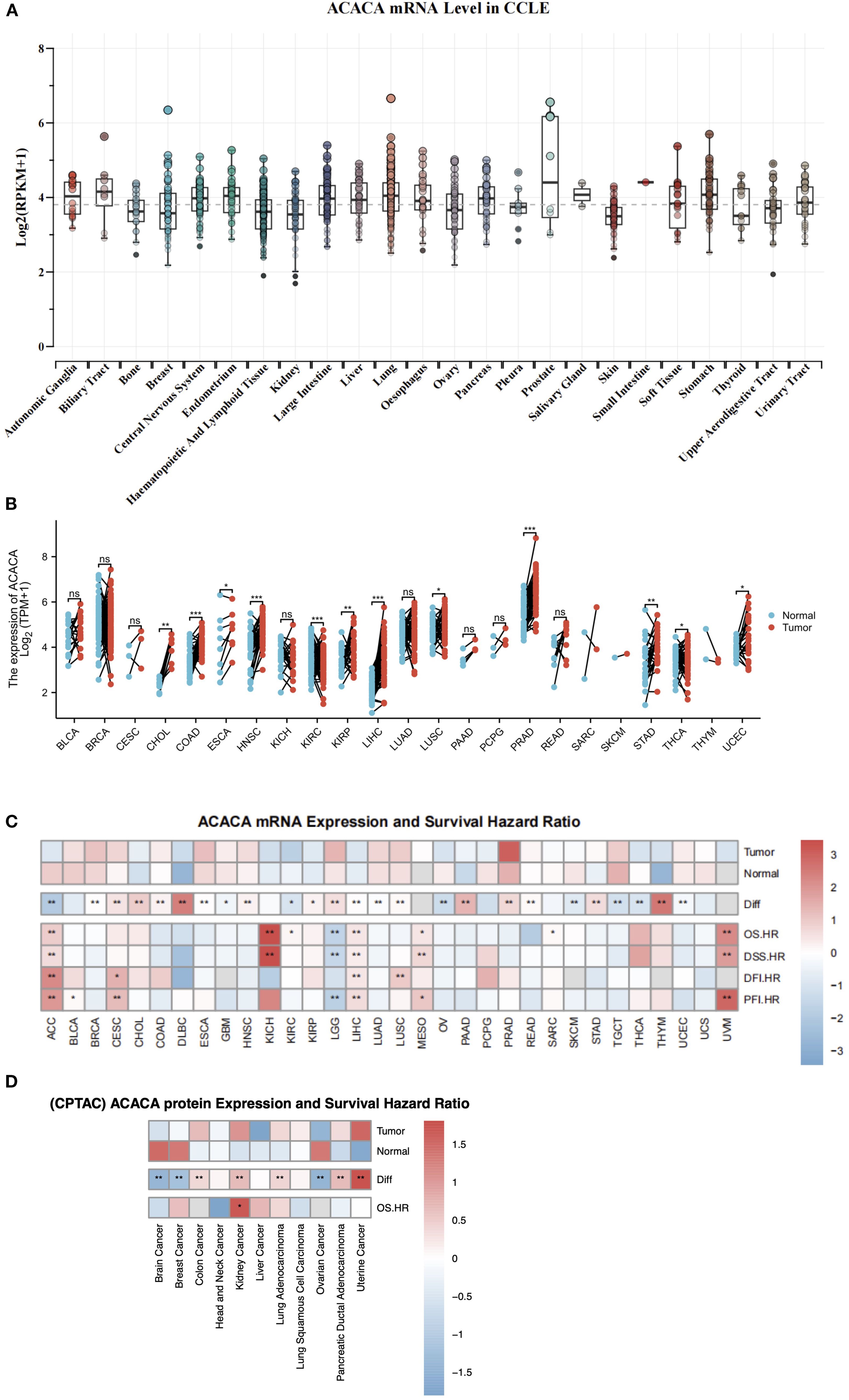 Four panels display data on ACACA expression and survival hazard ratios. Panel A shows box plots of ACACA mRNA levels across various cancer cell lines. Panel B presents paired expression data for normal and tumor samples across several cancers, with significance indicators. Panel C features a heat map of ACACA mRNA expression and survival hazard ratios for different cancers, using a color gradient. Panel D offers a similar heat map for ACACA protein expression, focusing on specific cancer types, with a corresponding color bar indicating hazard ratio values.