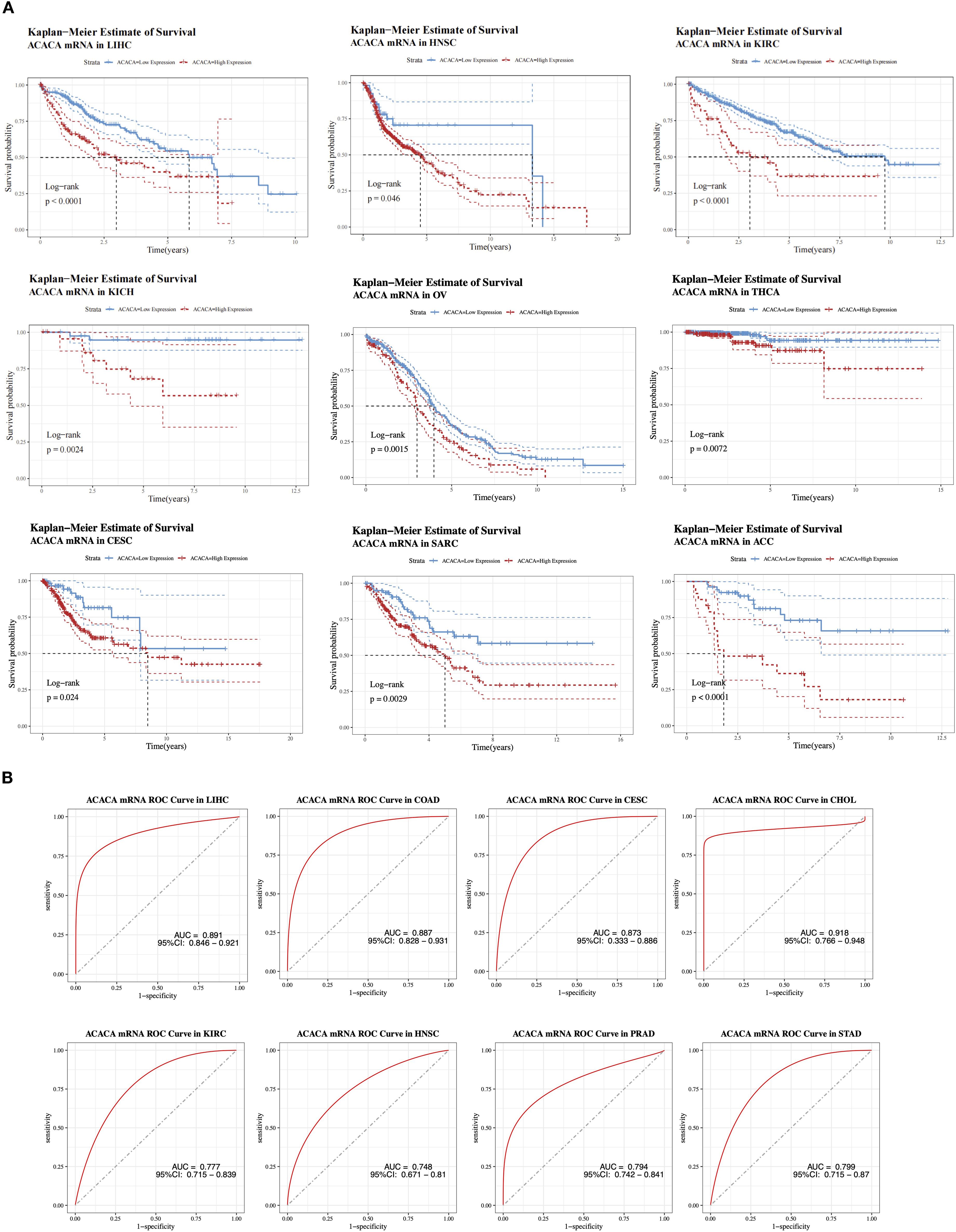 17 plots are shown, featuring Kaplan-Meier survival curves and ROC curves for ACACA mRNA expression. The first set of 9 Kaplan-Meier plots depicts survival probability over time for various cancers, with significant log-rank p-values indicating different survival rates based on ACACA expression. The second set includes 8 ROC curves showing the diagnostic accuracy for cancer types, with AUC values ranging from 0.748 to 0.918, indicating varying effectiveness in distinguishing between conditions.