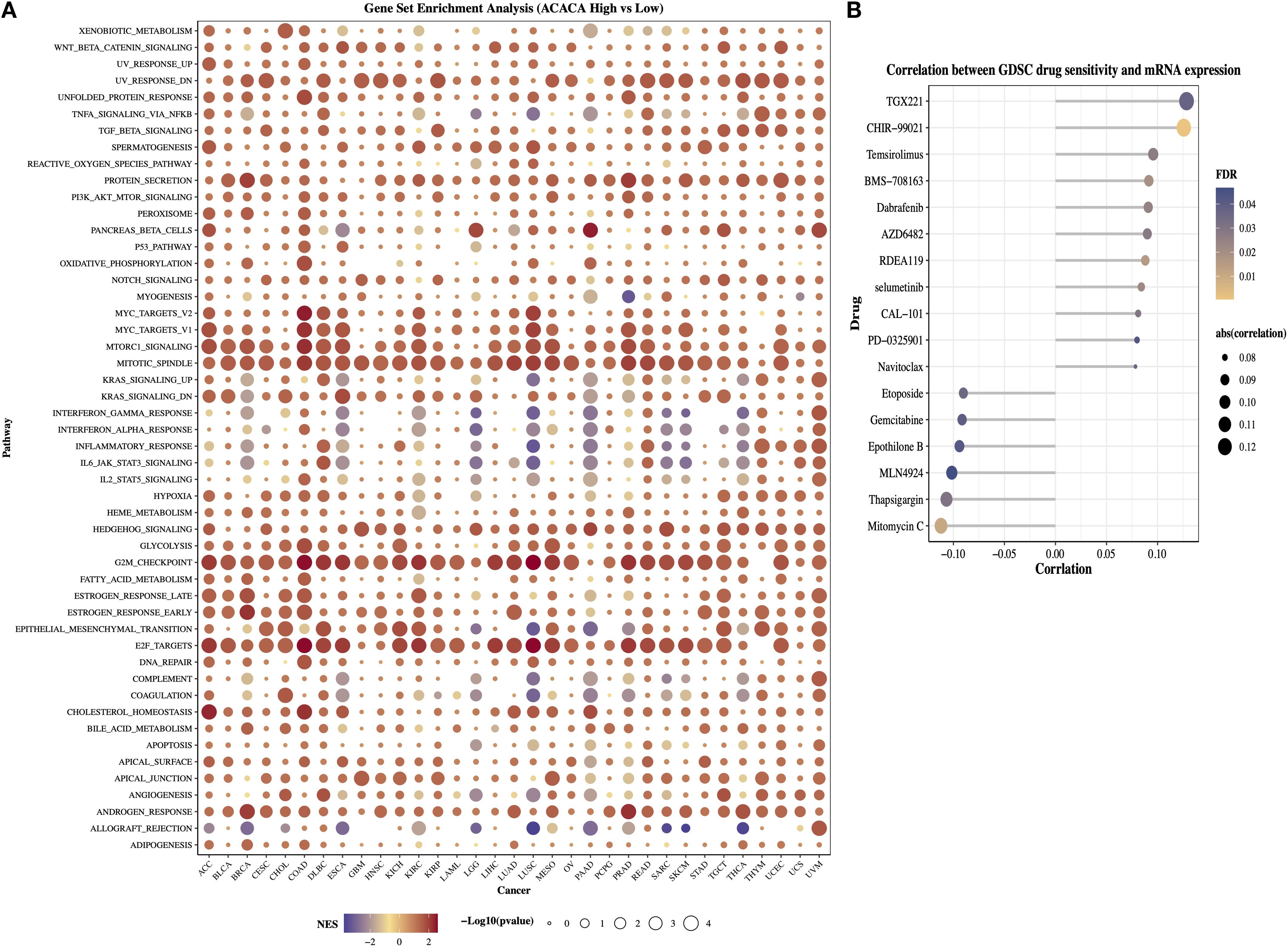 Panel A shows a bubble plot for gene set enrichment analysis comparing ACACA high versus low expression across various cancer types and pathways. Bubbles vary in size and color based on normalized enrichment score and -log10(p-value). Panel B displays a scatter plot illustrating correlations between drug sensitivity in the GDSC panel and mRNA expression, with drugs on the y-axis and correlation values on the x-axis. Bubble color represents false discovery rate and size indicates the absolute correlation value.