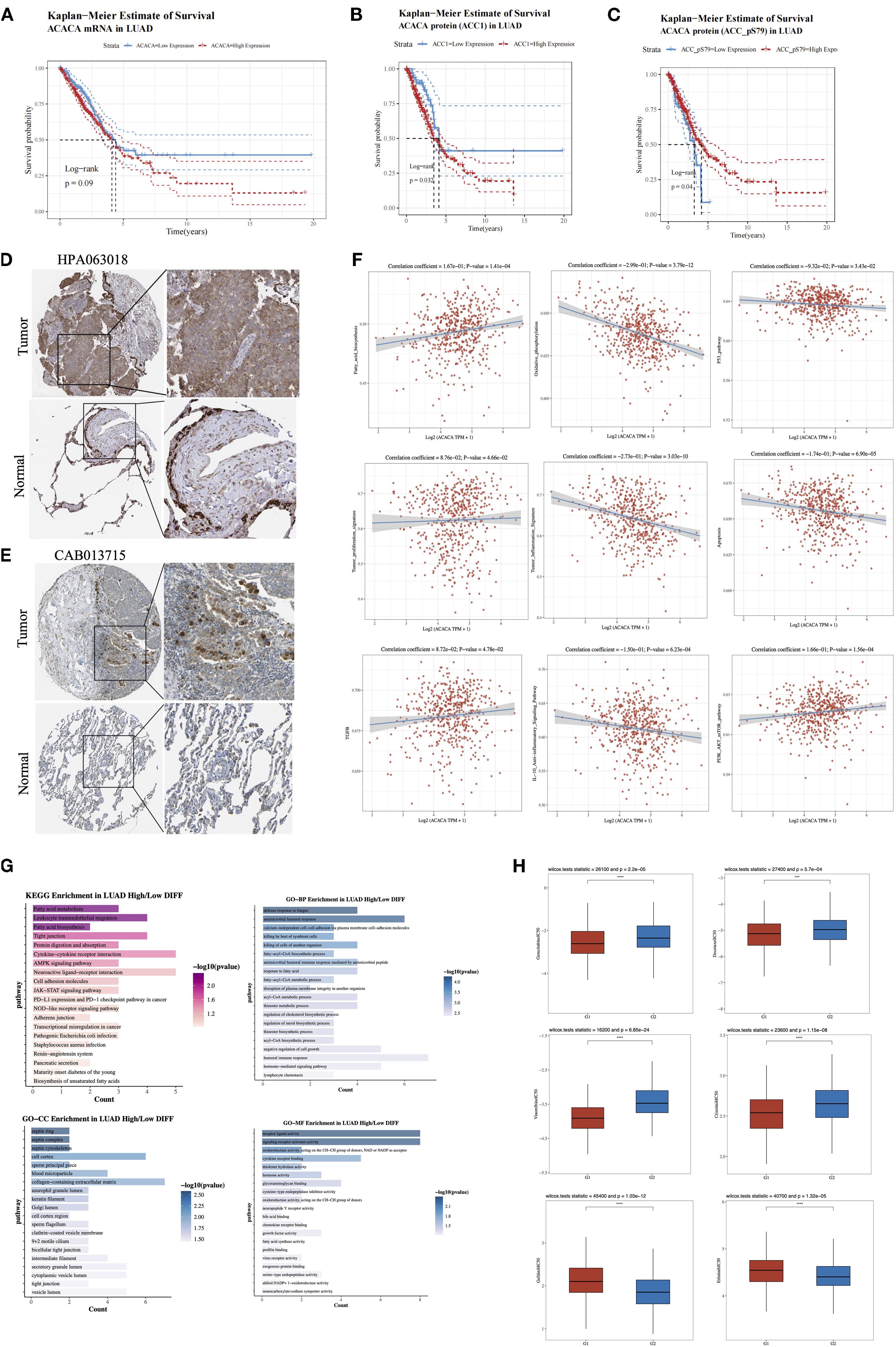 Kaplan-Meier survival curves (A-C) for ACC mRNA and protein expression in LUAD show distinct survival probabilities for high and low expression groups. Immunohistochemistry images (D-E) depict ACC protein expression in tumor and normal tissues for different antibodies. Scatter plots (F) illustrate correlations between ACACA expression levels with various pathways. Bar graphs (G) display KEGG and GO enrichment analyses for high/low DIFPY expression in LUAD, highlighting pathways and biological processes. Box plots (H) analyses drug sensitivity between high (G1) and low (G2) ACACA expression groups.