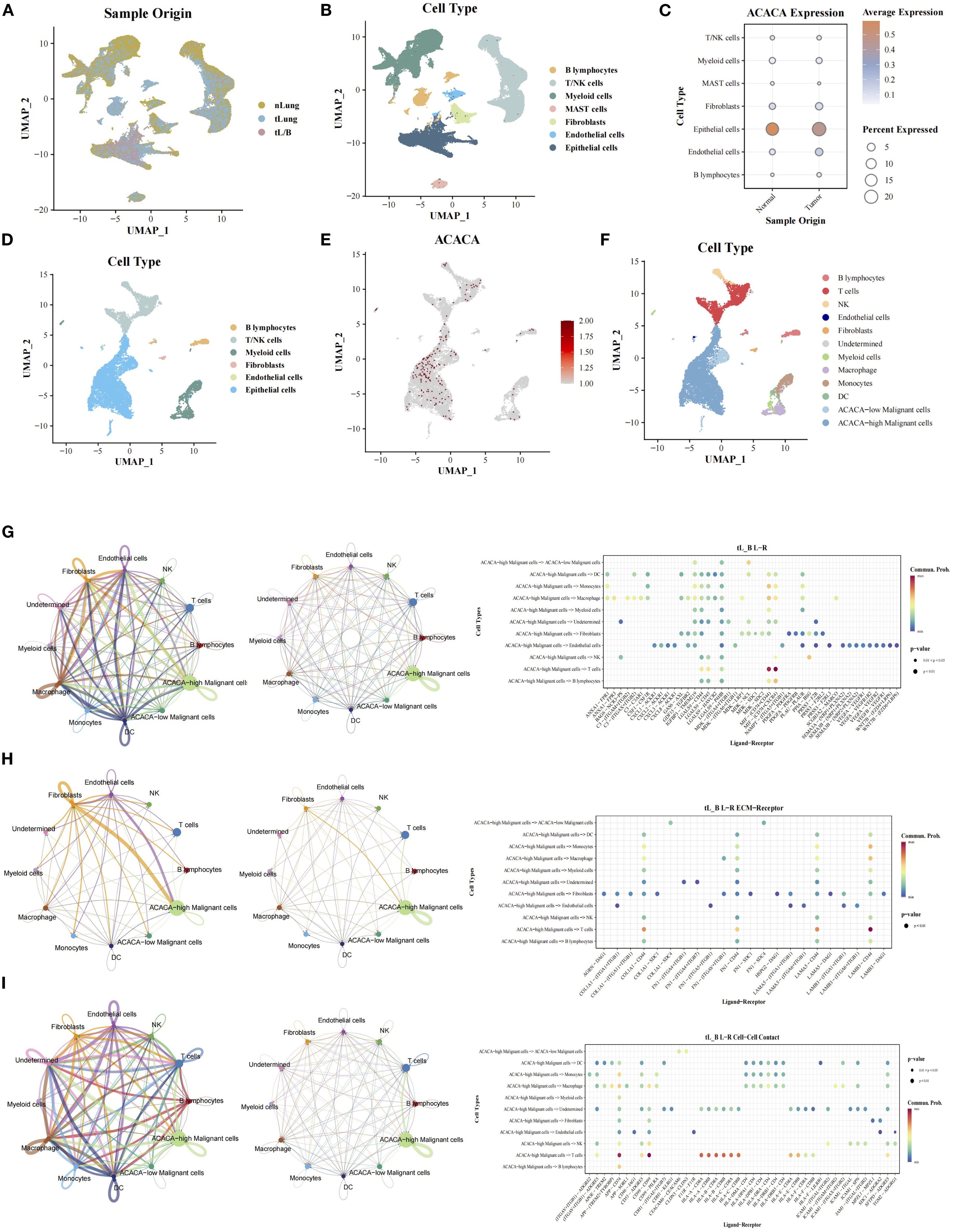 This image contains several panels analyzing cell types and gene expression using UMAP plots and ligand-receptor networks. Panels A, B, D, and F show different cell type distributions across UMAP dimensions. Panel C presents a bubble chart for ACACA expression levels across sample origins. Panel E visualizes ACACA expression intensity on a UMAP plot. Panels G, H, and I display circos plots and corresponding dot plots of ligand-receptor interactions among different cell types, with color-coded lines indicating interactions and dot sizes representing p-value significance.