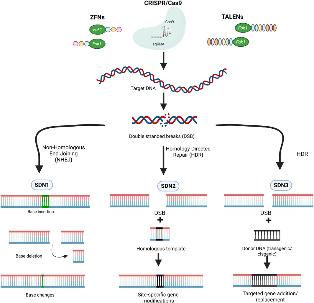 Diagram showing gene editing techniques using ZFNs, TALENs, and CRISPR/Cas9. Target DNA undergoes double-stranded breaks (DSB) repaired via Non-Homologous End Joining (NHEJ) for SDN1, leading to base insertion, deletion, or changes. Homology-Directed Repair (HDR) for SDN2 uses a homologous template for site-specific modifications. SDN3 involves HDR with donor DNA for gene addition or replacement.