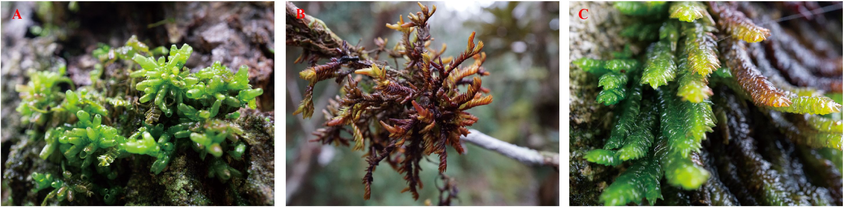 Image showing three types of mosses labeled A, B, and C. A: Bright green, small, thick moss on a tree bark. B: Brownish-yellow moss with thin, elongated leaves on a branch. C: Dark green to brownish moss with slender, tapering leaves.