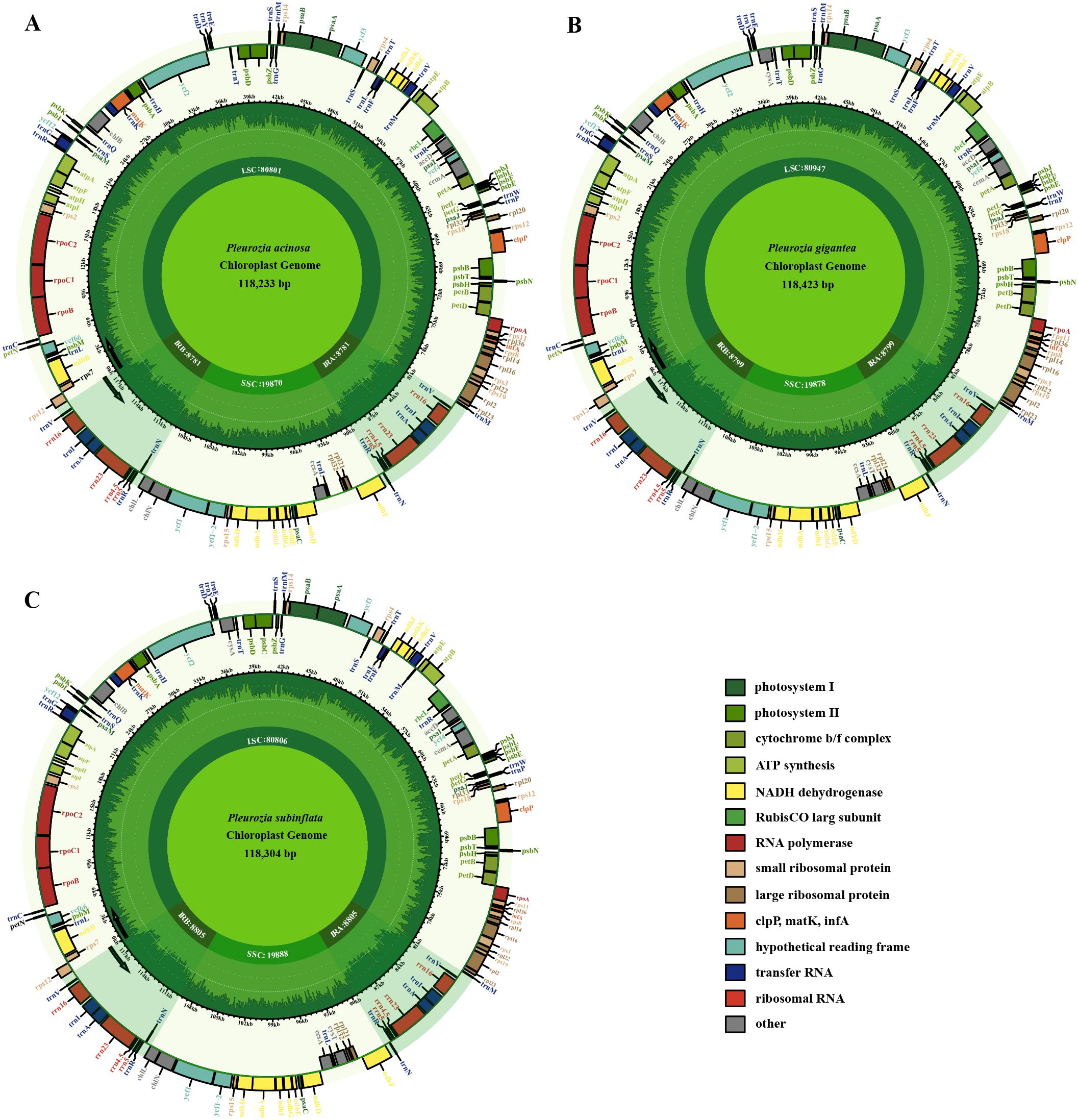 Three circular diagrams labeled A, B, and C depict the chloroplast genomes of Plumeria acutifolia, Plumeria gigantea, and Plumeria subinflata, respectively. Each diagram is color-coded to represent different genetic components, including photosystems, cytochrome complex, ATP synthesis, various proteins, and RNAs. A legend identifies the components by color. The diagrams showcase the structure and size of each genome, with inner segments labeled LSC, SSC, and IR indicating specific regions. Each genome is approximately one hundred eighteen thousand base pairs.