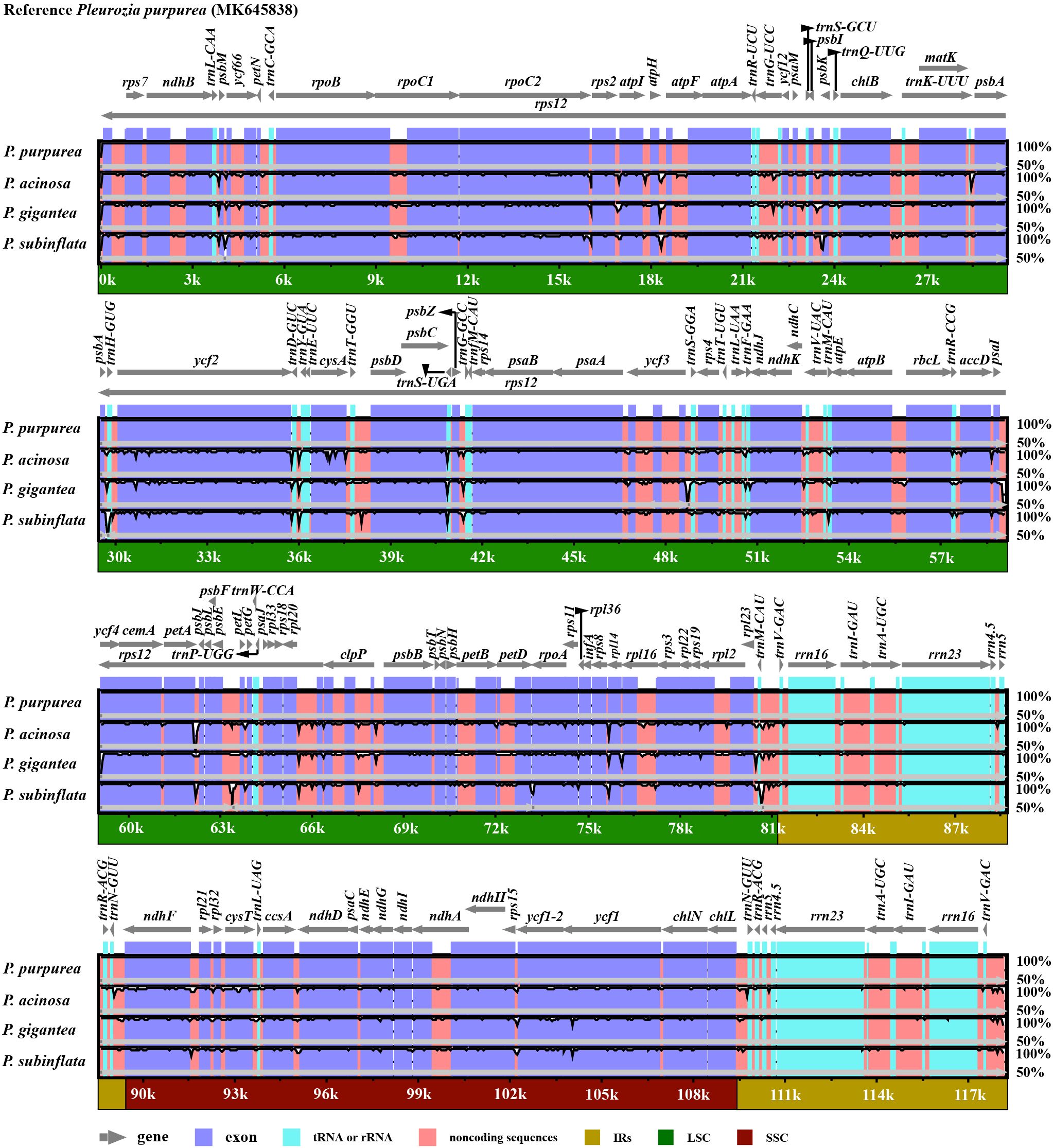 Genomic comparison chart showing sequences of P. purpurea, P. acinosa, P. gigantea, and P. subinflata against a reference, Pleurozia purpurea (MK645838). It illustrates gene regions, exons, tRNA or rRNA, noncoding sequences, and features like IRs, LSC, and SSC with color-coded bars. Annotations above the bands indicate specific genes and areas of interest. Percent similarity is depicted on a scale from 50% to 100%.