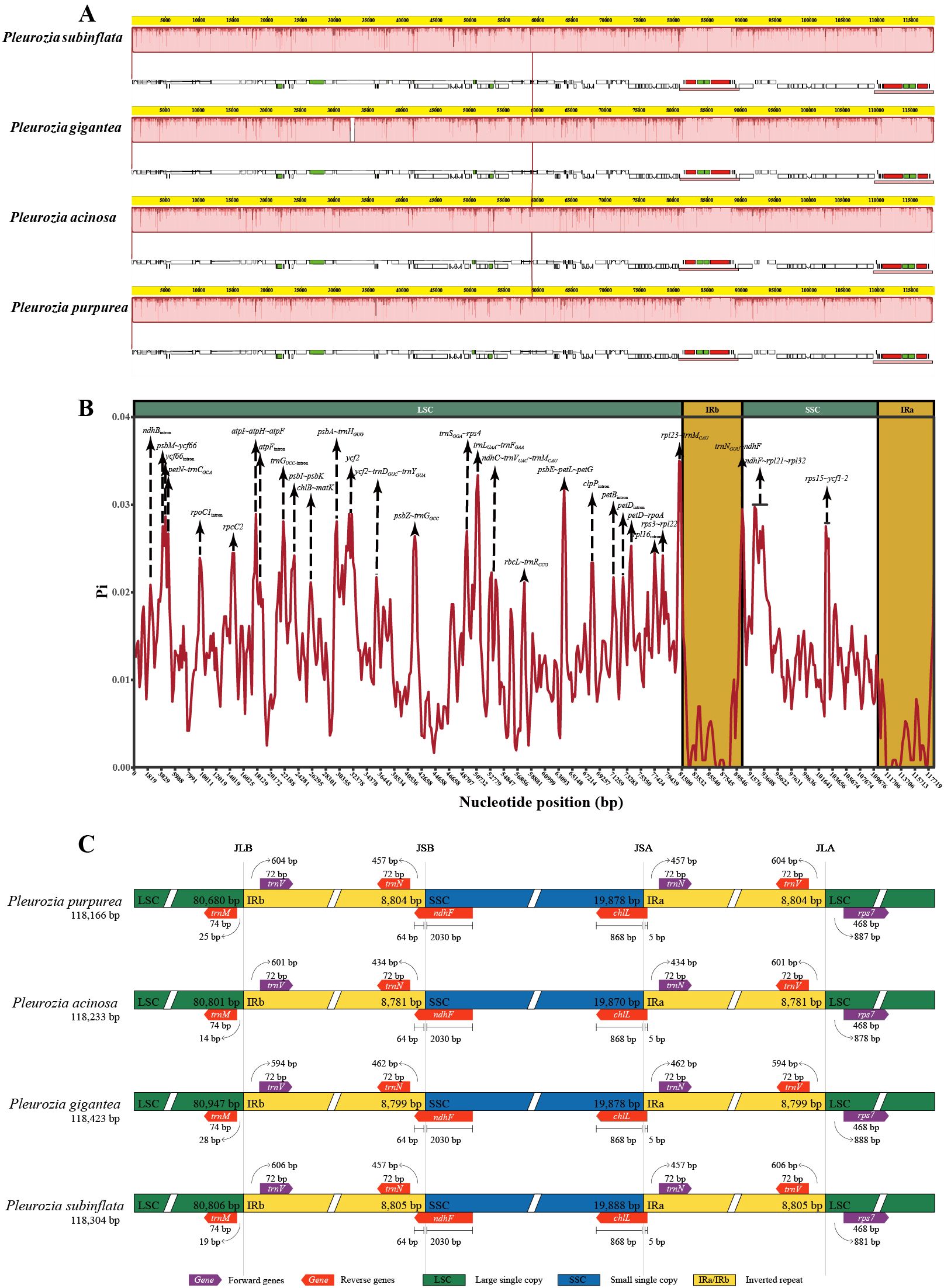 Diagram showing genomic comparisons of four Pleurozia species. A: Visual alignment of nucleotide sequences highlighting conserved and divergent regions. B: Graph depicting nucleotide diversity across genomic positions with peaks indicating high variability. C: Structural maps of chloroplast genomes for each species, displaying large single copy (LSC), small single copy (SSC), and inverted repeat (IR) regions, along with annotations for specific genes.