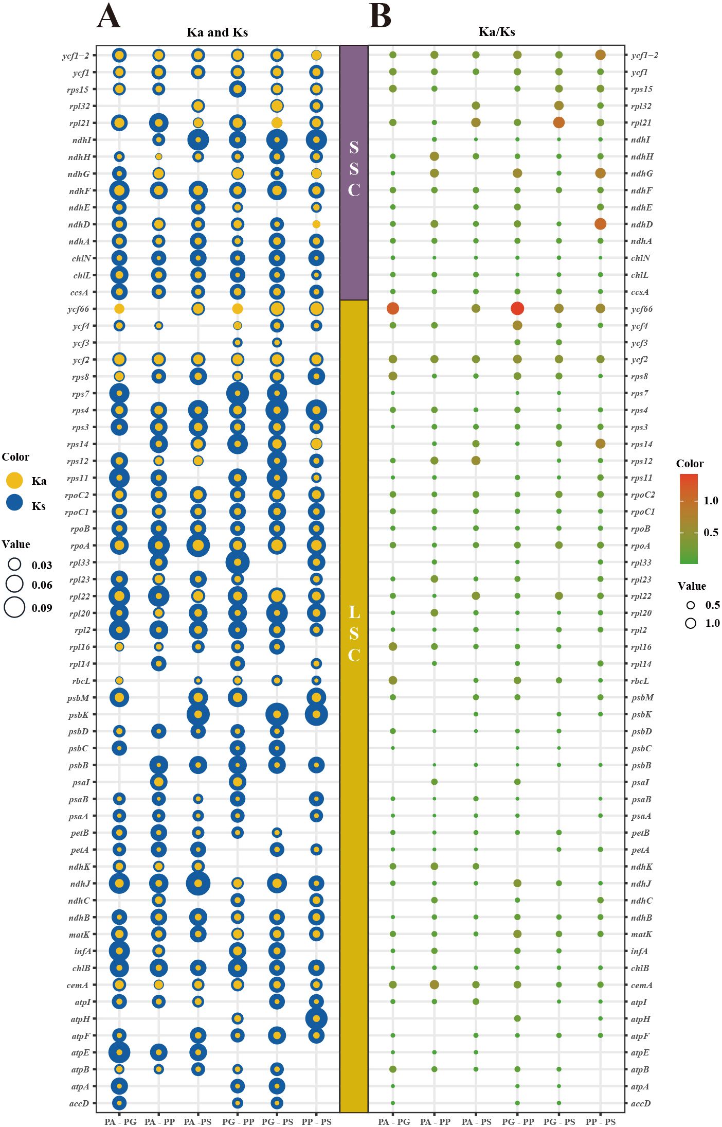 Comparison of two bubble charts labeled A and B showing genetic data. Chart A displays Ka and Ks values using yellow (Ka) and blue (Ks) bubbles. Chart B illustrates Ka/Ks ratios with varying green and red colors. Labels such as ycf1, rps15, and others are listed alongside. Sizes indicate value magnitude, outlined in separate legends. Sections titled SSC and LSC are marked in purple and yellow, dividing gene categories.