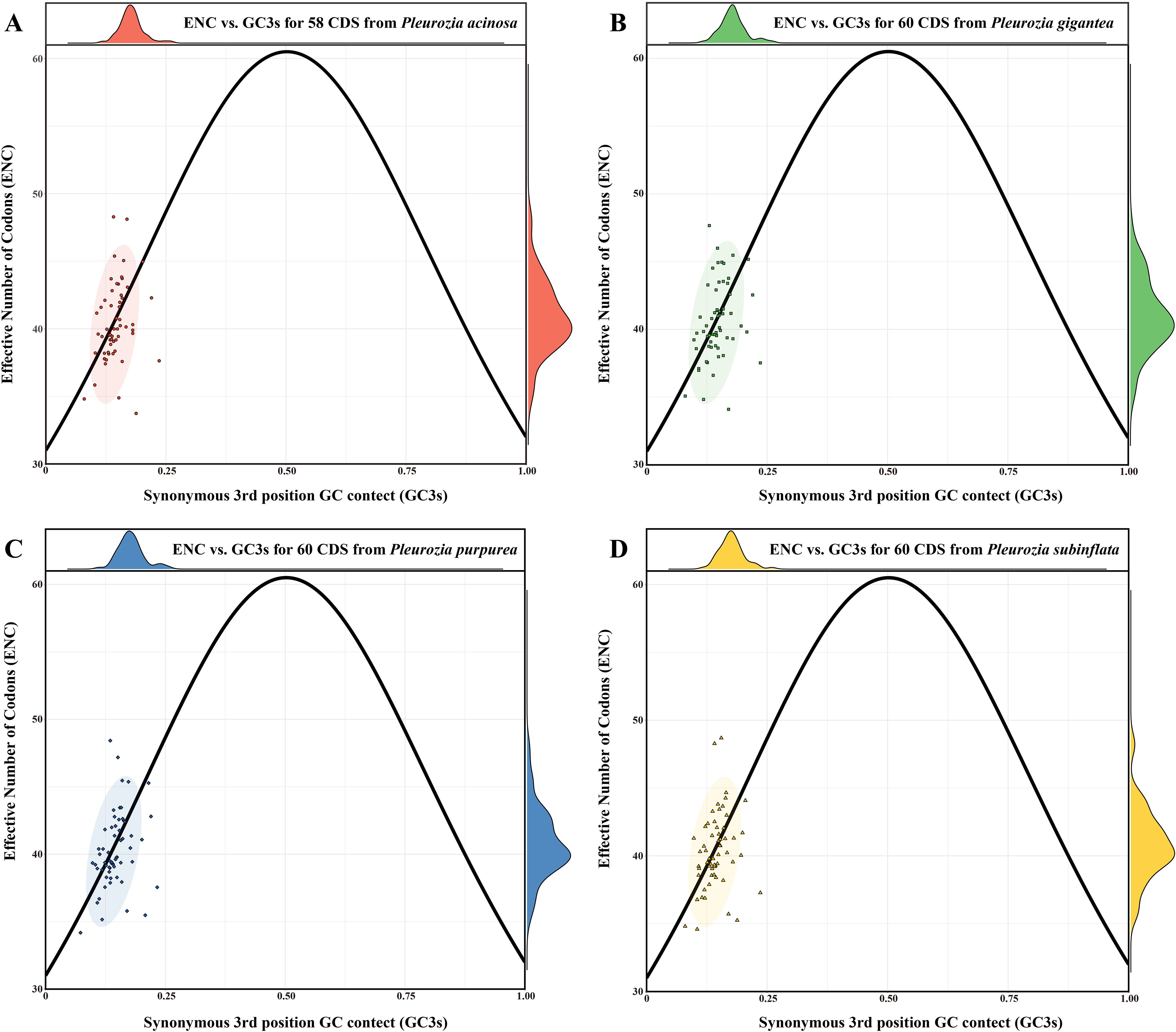 Four graphs labeled A to D compare the effective number of codons (ENC) versus synonymous third position GC content (GC3s) for different *Pleurozia* species. Each graph shows a curved line with scatter plots and density plots at the top and right. Graph A represents *Pleurozia acinosa*, B shows *Pleurozia gigantea*, C illustrates *Pleurozia purpurea*, and D displays *Pleurozia subinflata*. Each species is represented by a distinct color: red, green, blue, and yellow, respectively. All graphs feature similar trends with data points clustering at lower GC3s values.