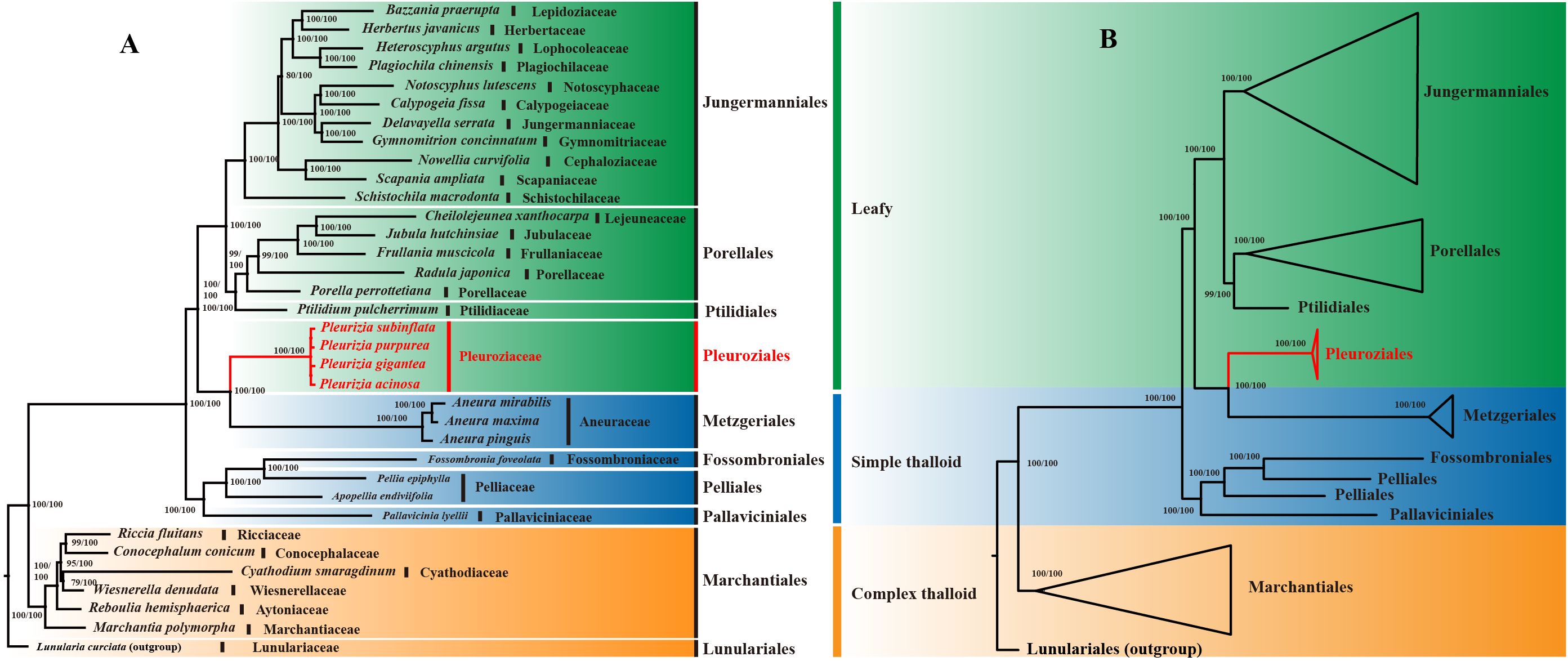 Phylogenetic trees showing relationships among various plant orders. Panel A details species and their familial associations in orders like Jungermanniales, Pleuroziales, and Marchantiales. Panel B provides a simplified view, grouping them into categories such as leafy, simple thalloid, and complex thalloid. Color coding differentiates the sections, with branch support values labeled.
