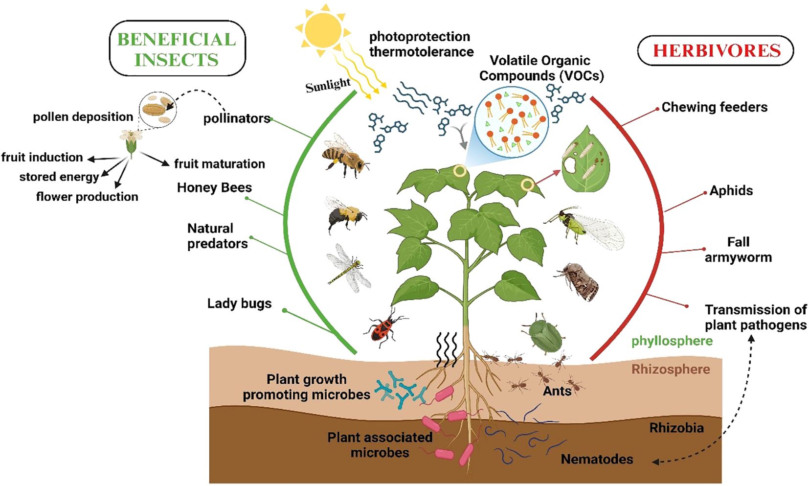 Illustration depicting beneficial insects and herbivores around a plant. Beneficial insects like pollinators, honey bees, natural predators, and ladybugs enhance growth and protect against herbivores. Herbivores such as aphids and armyworms damage the plant. Volatile organic compounds and microbes in the soil, including rhizobia and nematodes, are shown aiding plant health. Sunlight contributes to photoprotection and thermotolerance.