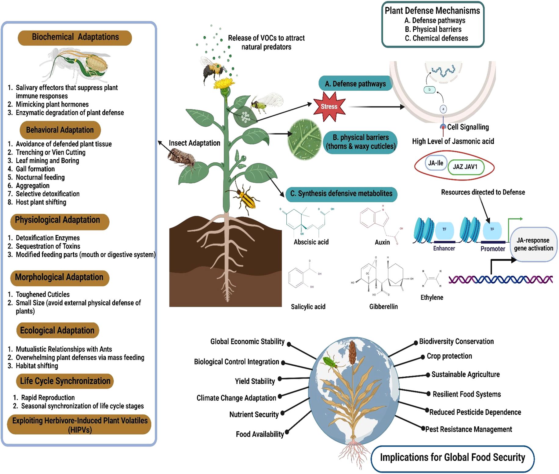 Illustration depicting plant defense mechanisms and adaptations against herbivores. The left panel lists adaptations: biochemical, behavioral, physiological, morphological, ecological, and life cycle synchronization. The central diagram shows a plant releasing VOCs to attract predators, with pathways of defense, physical barriers, and metabolic synthesis. Chemical structures include abscisic acid, auxin, salicylic acid, gibberellin, and ethylene. The right section highlights implications for global food security: economic stability, pest resistance, and sustainable agriculture. Cell signaling and gene activation processes are illustrated, emphasizing plant defense pathways.