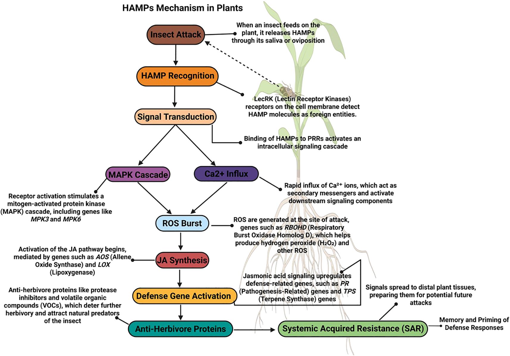Flowchart illustrating the HAMPs (Herbivore Associated Molecular Patterns) mechanism in plants. It starts with an insect attack, leading to HAMP recognition and signal transduction. This triggers MAPK cascade and Ca2+ influx, resulting in ROS burst and jasmonic acid synthesis. Subsequently, defense genes activate, enhancing anti-herbivore proteins and systemic acquired resistance (SAR). Each stage includes brief explanations on the processes involved. A plant image is shown in the background.