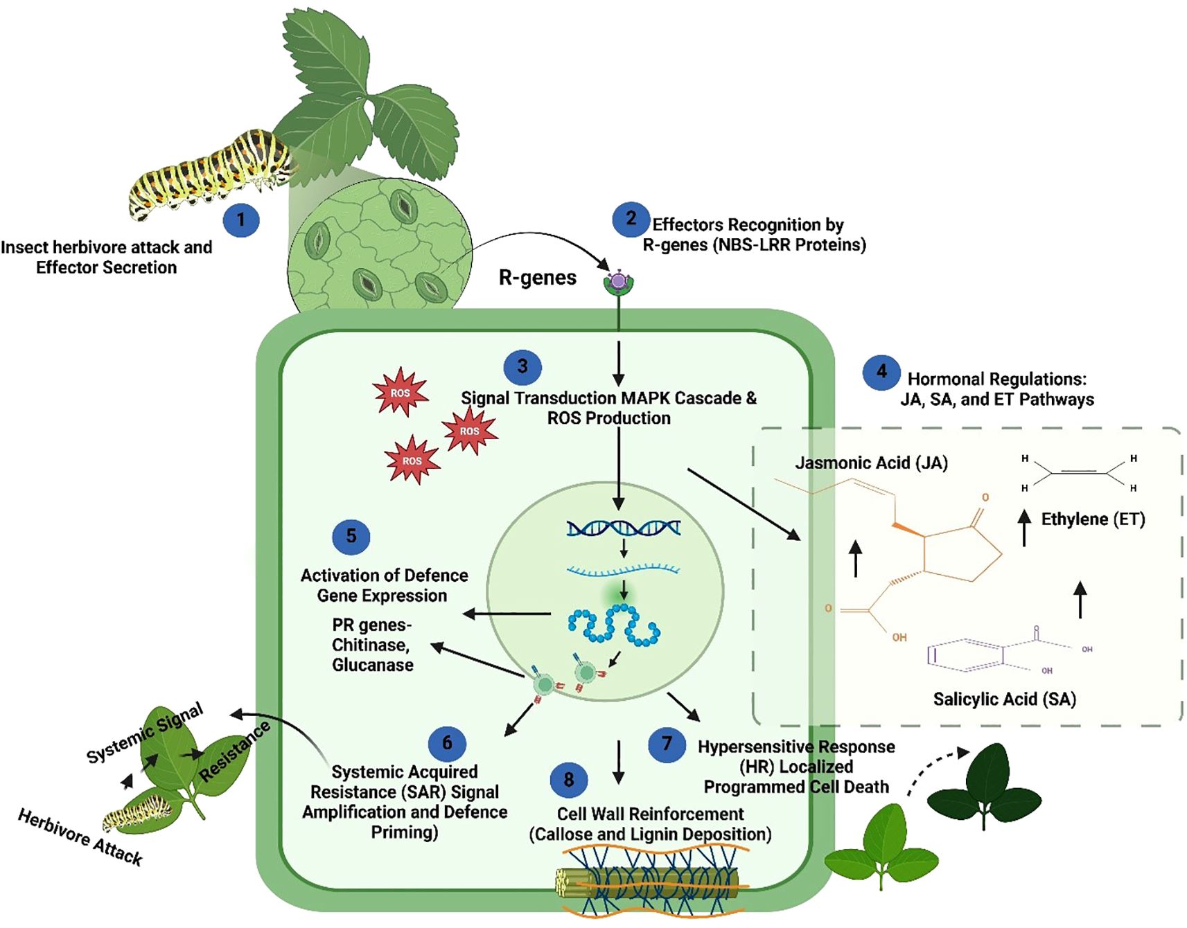 Diagram illustrating plant defense against insect herbivore attack. Steps include: 1) Attack and effector secretion by the insect. 2) Recognition by R-genes. 3) Signal transduction and ROS production. 4) Hormonal regulation pathways (JA, SA, ET). 5) Activation of defense gene expression. 6) Systemic acquired resistance signal amplification. 7) Hypersensitive response and cell death. 8) Cell wall reinforcement with callose and lignin. Arrows indicate the flow of the process.