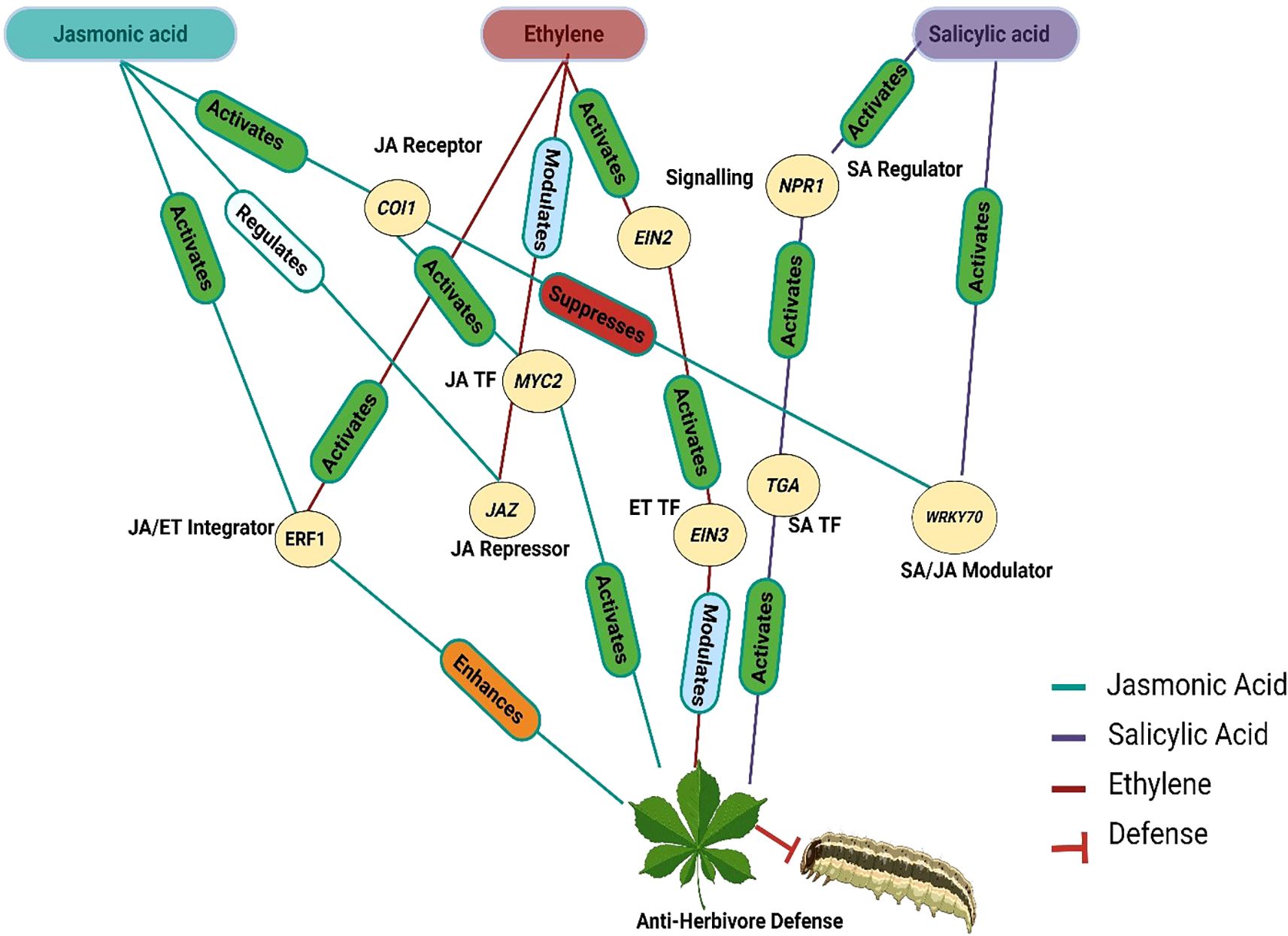Diagram depicting the signaling pathways of jasmonic acid, ethylene, and salicylic acid in plant defense. Arrows show interactions like activation, regulation, and suppression among components like JA receptor, MYC2, JAZ, and EIN3, leading to anti-herbivore defense. Color-coded paths represent different hormone actions: green for jasmonic acid, purple for salicylic acid, and red for ethylene.
