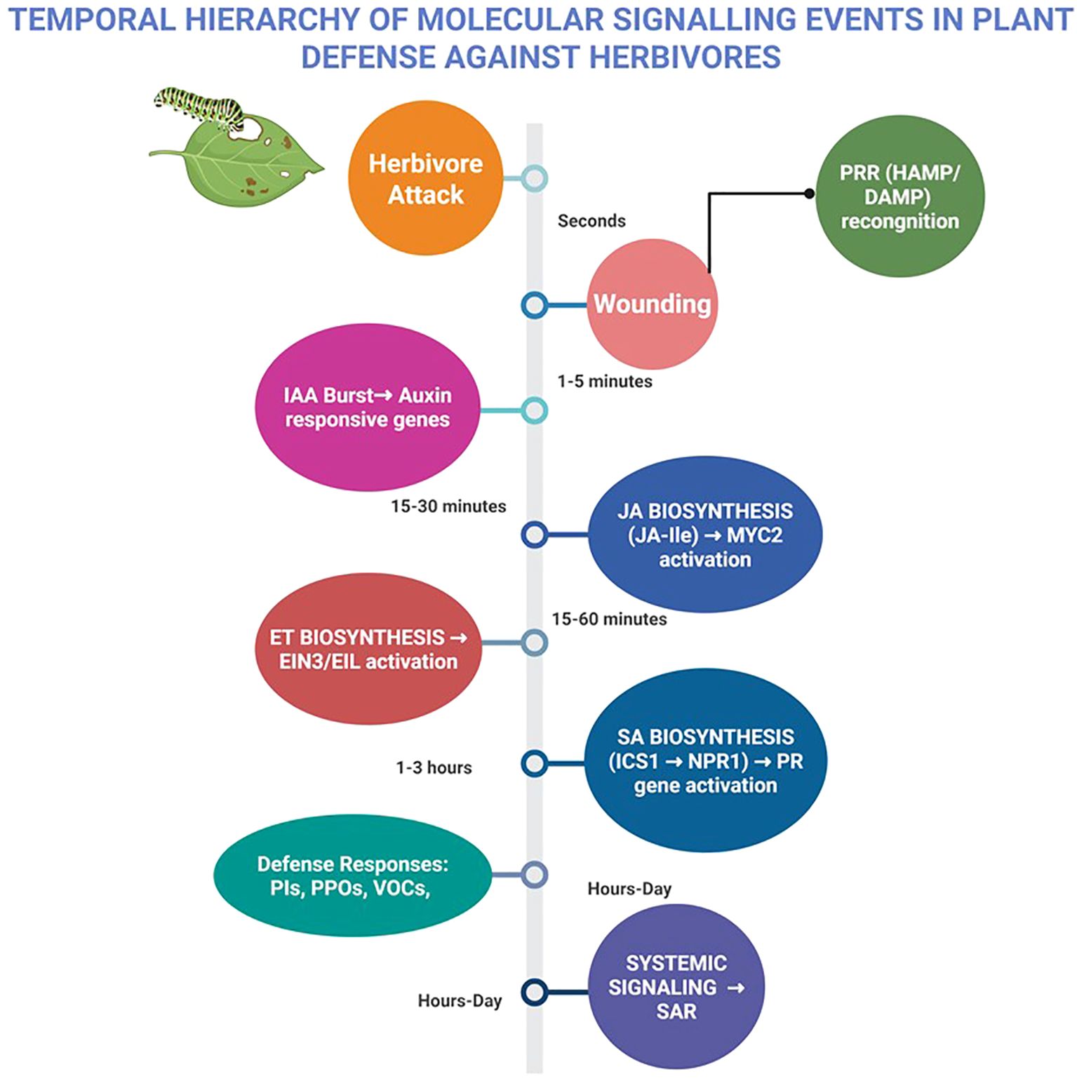 Timeline illustrating molecular signaling events in plant defense against herbivores. It progresses from herbivore attack to systemic signaling steps: wounding, PRR recognition, IAA burst, ET and JA biosynthesis, SA biosynthesis, defense responses, and systemic signaling SAR. Timeframes range from seconds to hours or days.