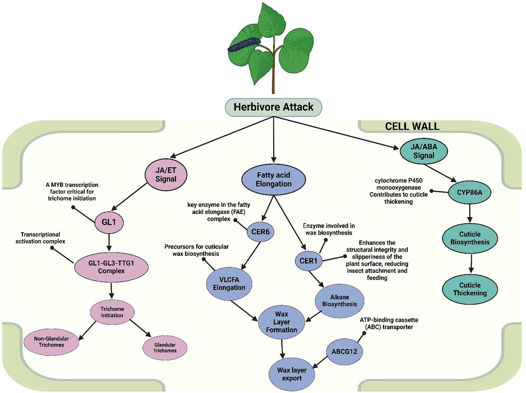 Flowchart illustrating the biochemical pathways activated by herbivore attack on plant leaves. The main processes include trichome initiation and cuticle biosynthesis. The pathways involve various signals and enzymes such as JA/ET Signal, JA/ABA Signal, GL1, CER6, CER1, VLCFA Elongation, CYP86A, and ABCG12. The flowchart details the progression from initial signaling to outcomes like cuticle thickening, wax layer formation, and trichome development, enhancing plant defenses.
