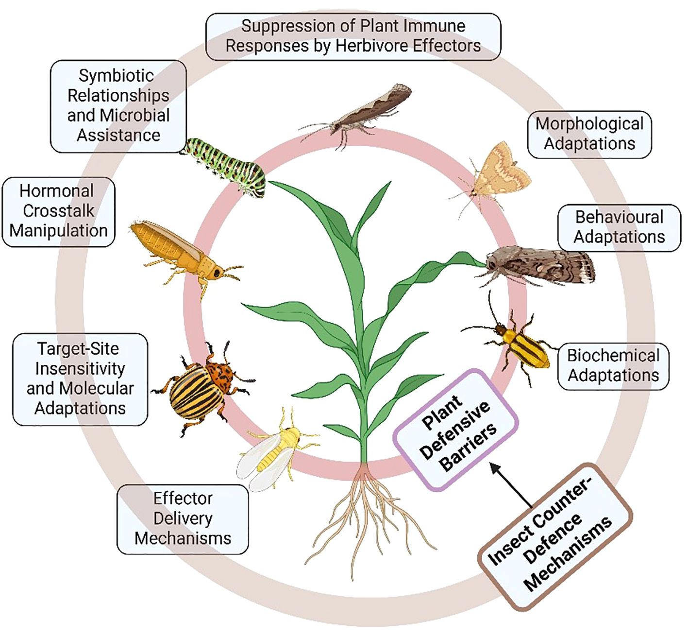 Illustration of a plant surrounded by various insects and boxes describing mechanisms for overcoming plant defenses: symbiotic relationships, hormonal crosstalk manipulation, target-site insensitivity, effector delivery, suppression of immune responses, morphological adaptations, behavioral adaptations, and biochemical adaptations. Central labeled arrows indicate plant defensive barriers and insect counter-defense mechanisms.