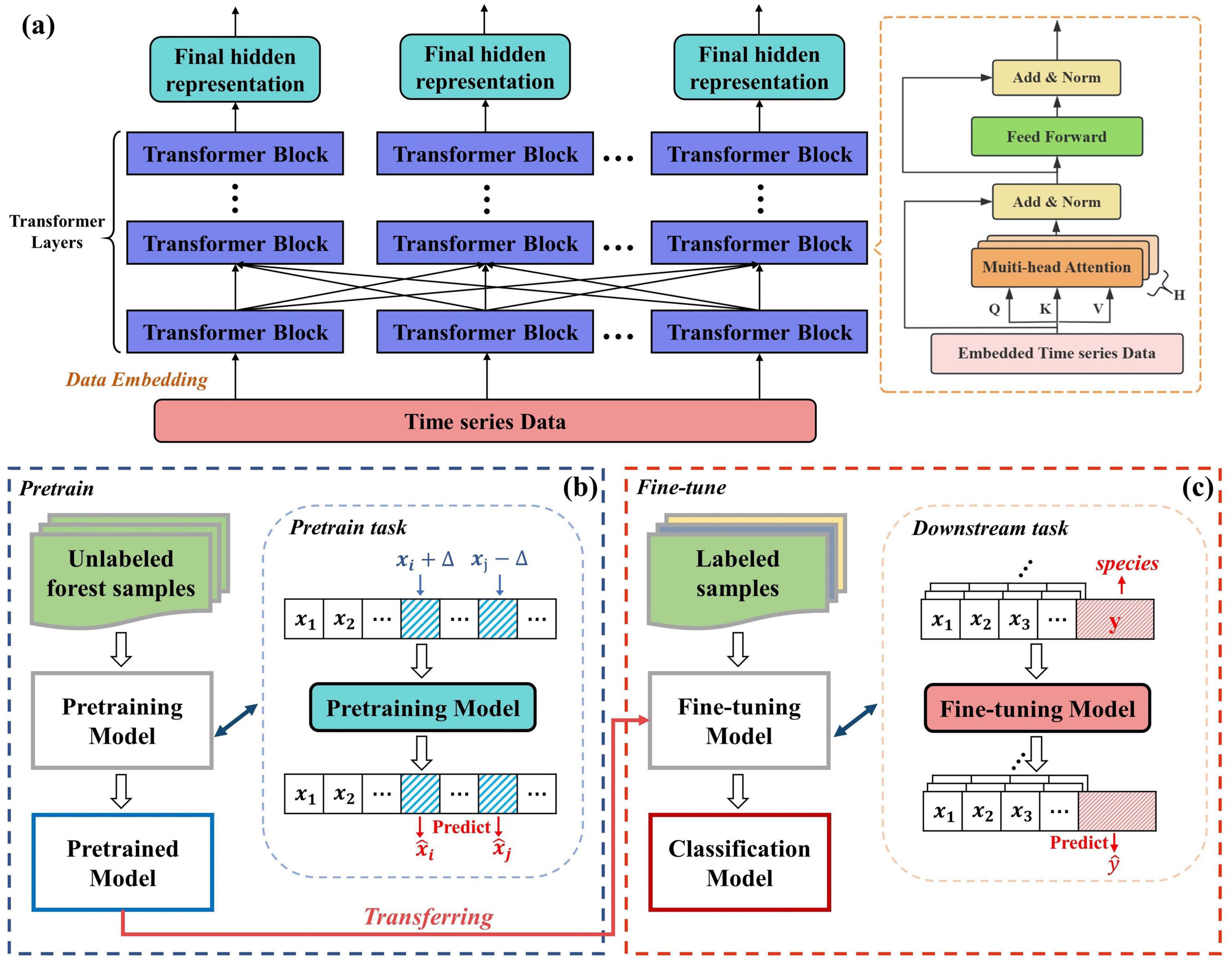 Diagram illustrating a machine learning workflow with three sections: (a) Transformer architecture for time series data, displaying layers of blocks leading to hidden representations. (b) Pretraining phase using unlabeled forest samples to develop a pretrained model. (c) Fine-tuning phase with labeled samples for downstream tasks, predicting species with a classification model. Color-coded boxes highlight each process.