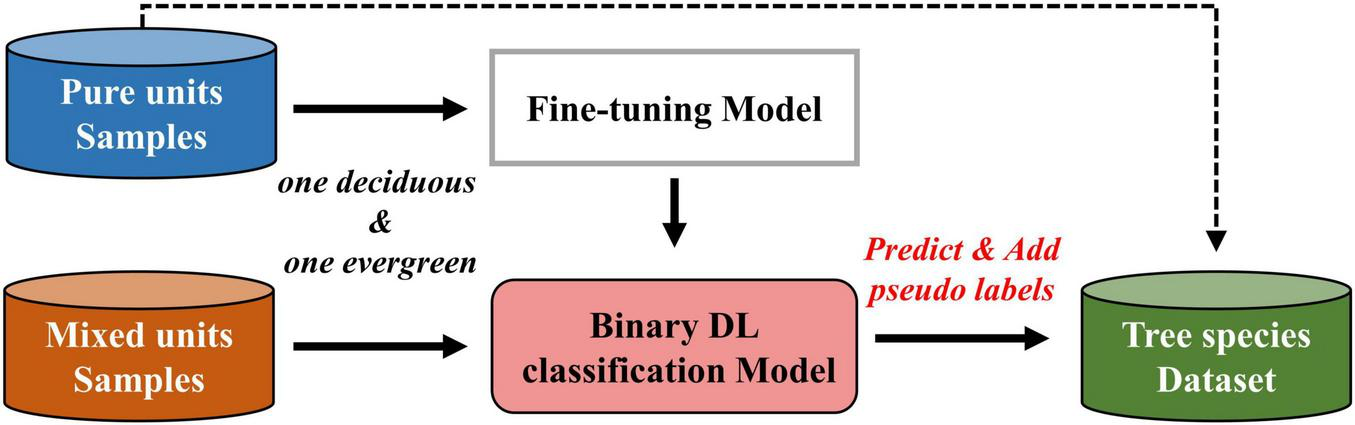 Flowchart depicting a process for classifying tree species. Pure units samples are used in a fine-tuning model for one deciduous and one evergreen classification. Mixed units samples and the fine-tuning model feed into a binary deep learning classification model, which predicts and adds pseudo labels to generate a tree species dataset.