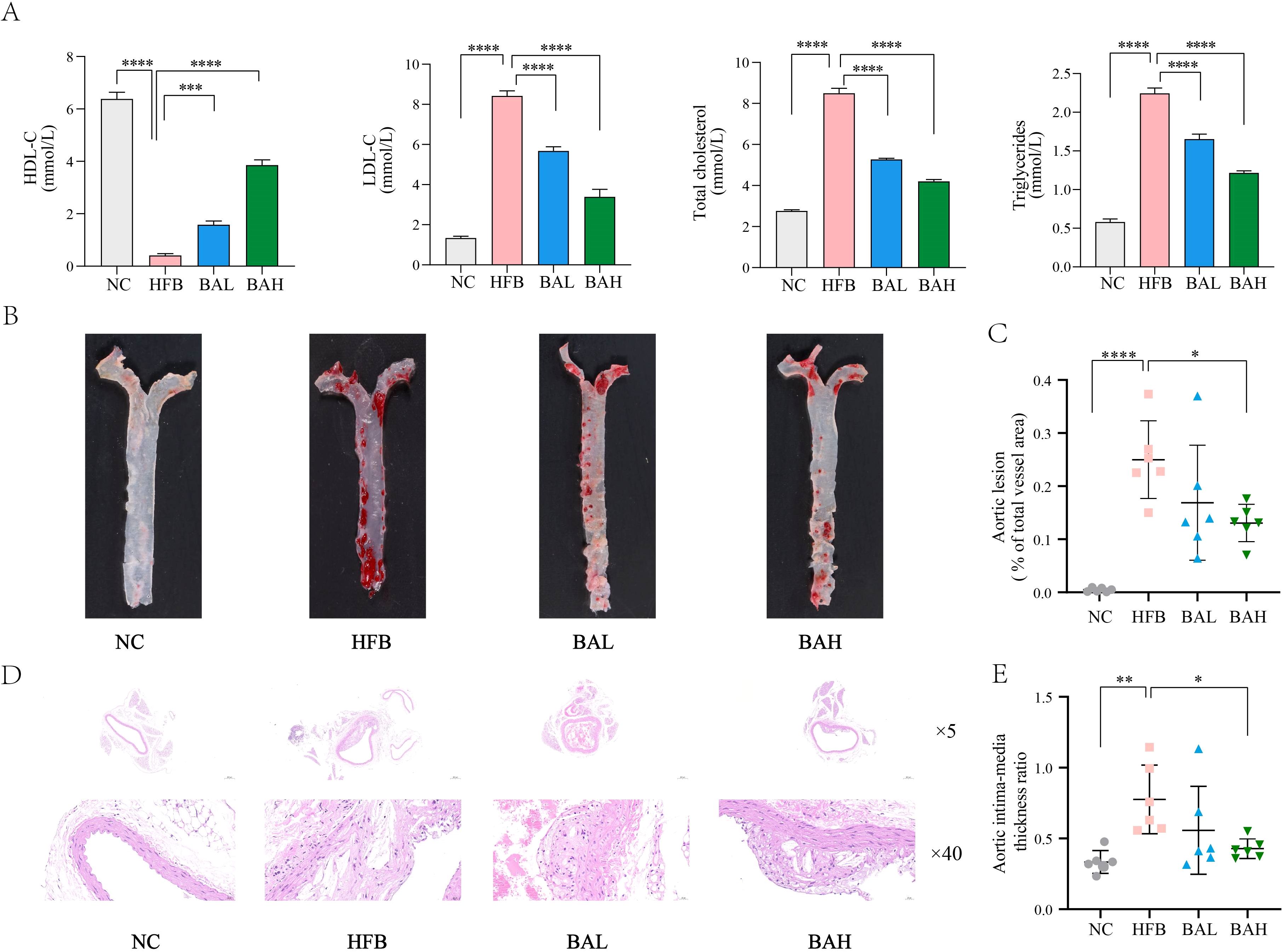 Charts and images display the impact of different treatments on cholesterol levels and aortic health. Panel A shows bar graphs comparing HDL-C, LDL-C, total cholesterol, and triglycerides among NC, HFB, BAL, and BAH groups, with statistical significance indicated. Panel B features photographs of aortas from each group, highlighting visible lesions. Panel C presents a scatter plot of aortic lesion percentages, while Panel D shows histological sections of the aortas at two magnifications. Panel E illustrates a scatter plot of aortic intima-media thickness ratios, showing significant differences between treatments.