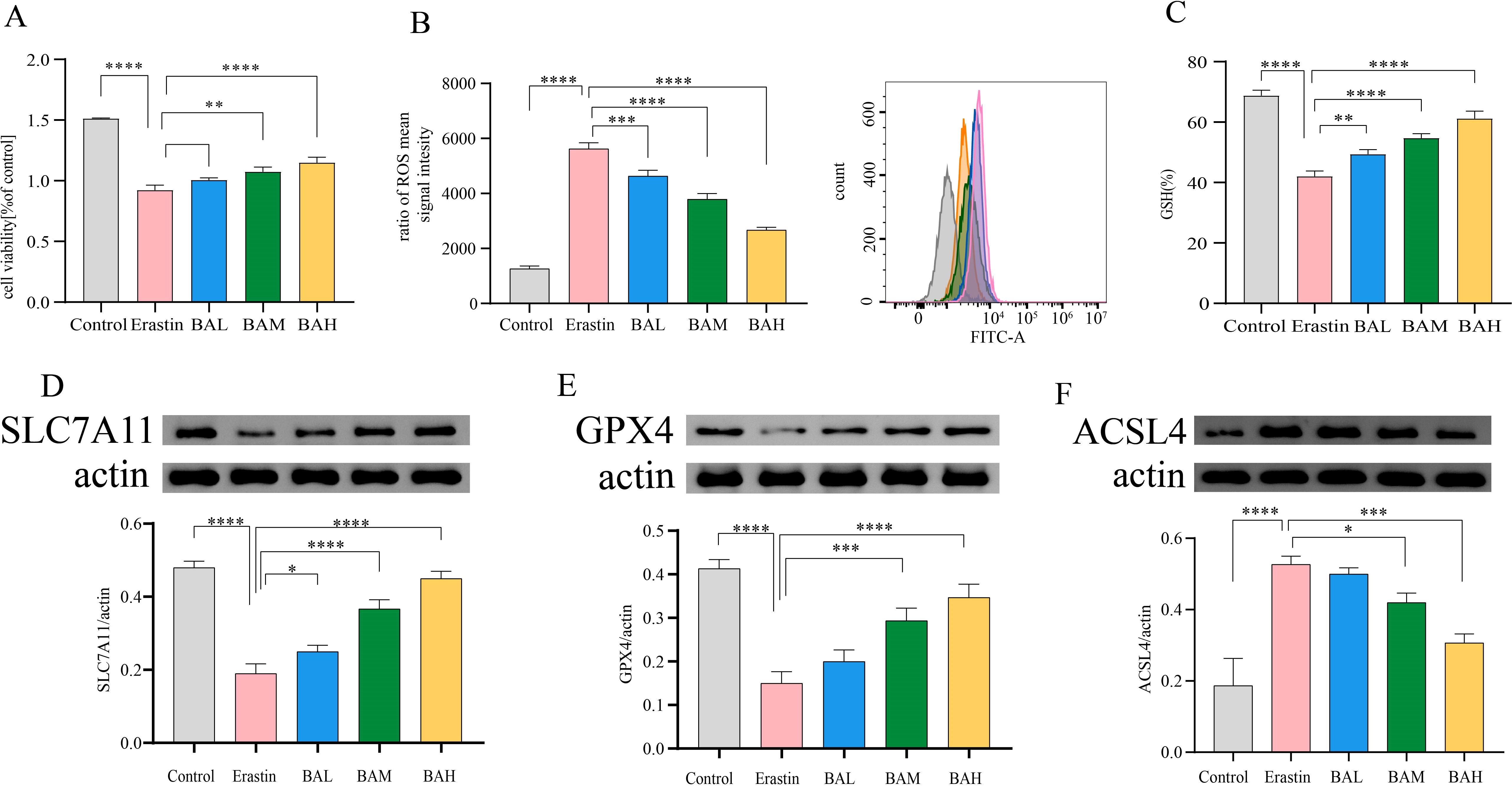 Graphs and immunoblot analyses show the effects of various treatments (Control, Erastin, BAL, BAM, BAH) on cell viability, reactive oxygen species, and glutathione levels, and protein expressions of SLC7A11, GPX4, and ACSL4. Significant differences are indicated with asterisks.