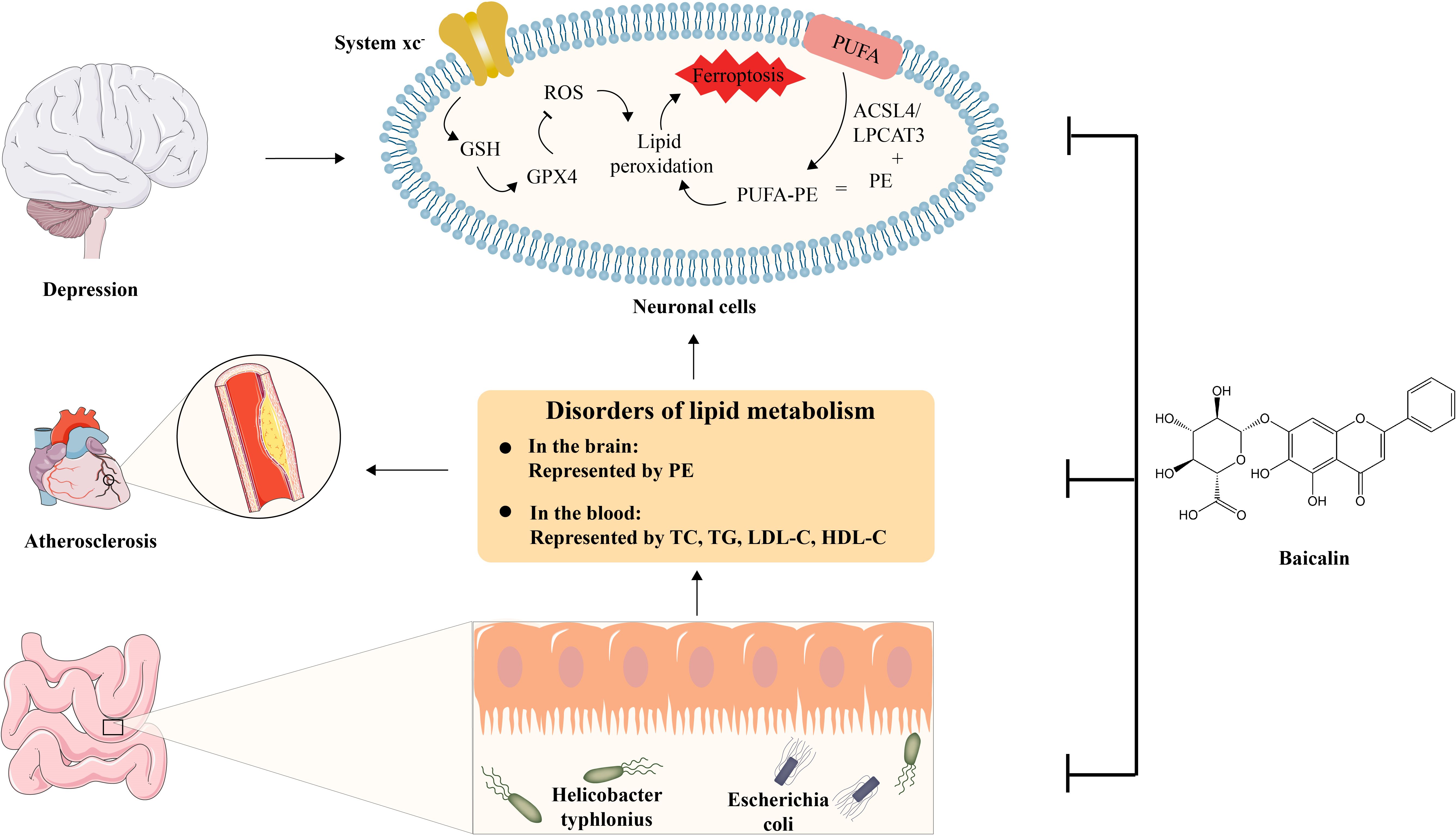 Diagram illustrating the connection between lipid metabolism disorders and conditions like depression and atherosclerosis. It shows lipid peroxidation via ferroptosis in neuronal cells, linked to the gut bacteria Helicobacter typhlonius and Escherichia coli. The disorders are represented by PE in the brain and TC, TG, LDL-C, HDL-C in the blood. Baicalin’s chemical structure is depicted, suggesting a potential intervention.