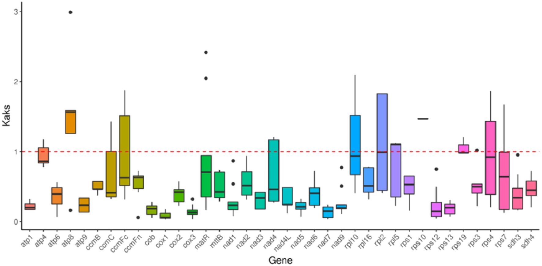Box plot chart showing the Ka/Ks ratio for various genes. The x-axis lists genes like “atp1,” “atp4,” etc., and the y-axis represents the Ka/Ks ratio, ranging from 0 to 3 with a red dashed line at 1 indicating neutrality. Each gene is represented by a colored box plot, displaying variations in evolutionary rates and evolutionary pressure.