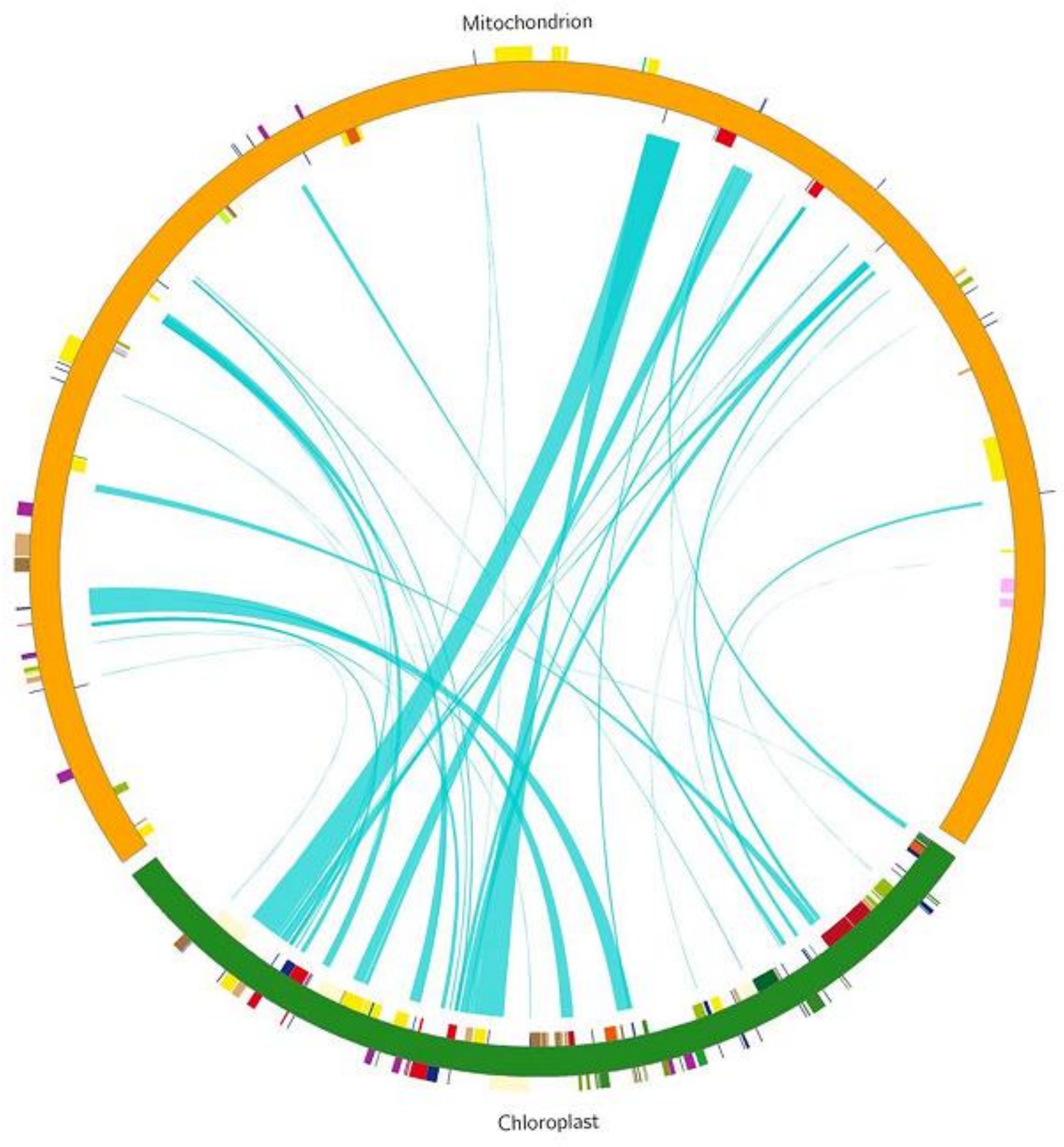 Circular diagram depicting genetic similarity between mitochondrion and chloroplast genomes. Colored arcs represent genes, with blue lines inside the circle indicating connections and similarities between mitochondrion (orange) and chloroplast (green) genetic material.