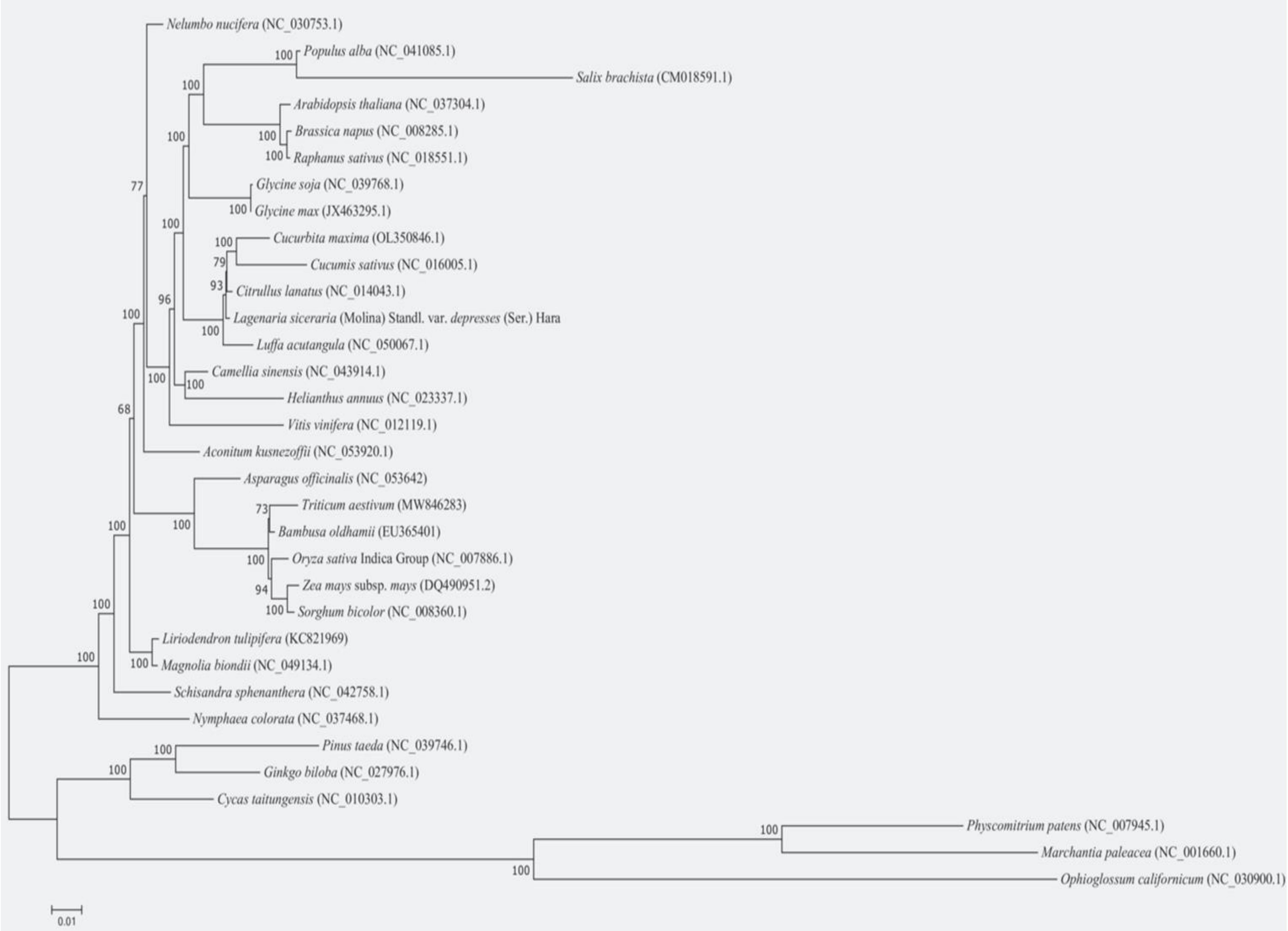 Phylogenetic tree diagram displaying evolutionary relationships among various plant species. Branches are labeled with scientific names and accession numbers, reflecting genetic sequences. The tree shows hierarchical clustering and divergence points, with numerical values indicating bootstrap support for each node.