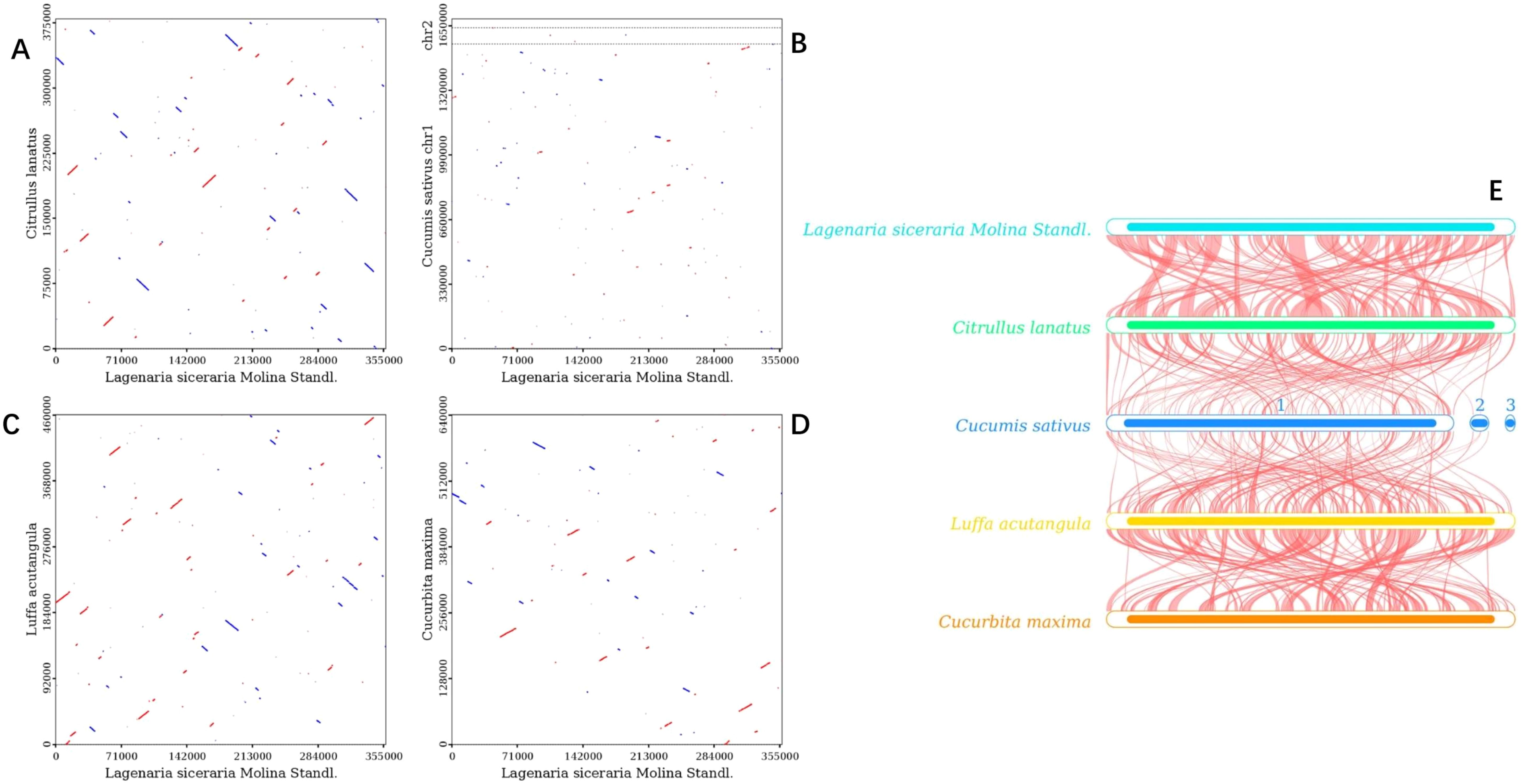 Five panels depicting genomic comparisons of various plants. Panels A to D show dot plots comparing Lagenaria siceraria to other species: Citrullus lanatus, Cucumis sativus, Luffa acutangula, and Cucurbita maxima, with color-coded dots representing different alignments. Panel E presents a circular diagram linking genetic connections between Lagenaria siceraria, Citrullus lanatus, Cucumis sativus, Luffa acutangula, and Cucurbita maxima with curved red lines connecting bars labeled with plant names.