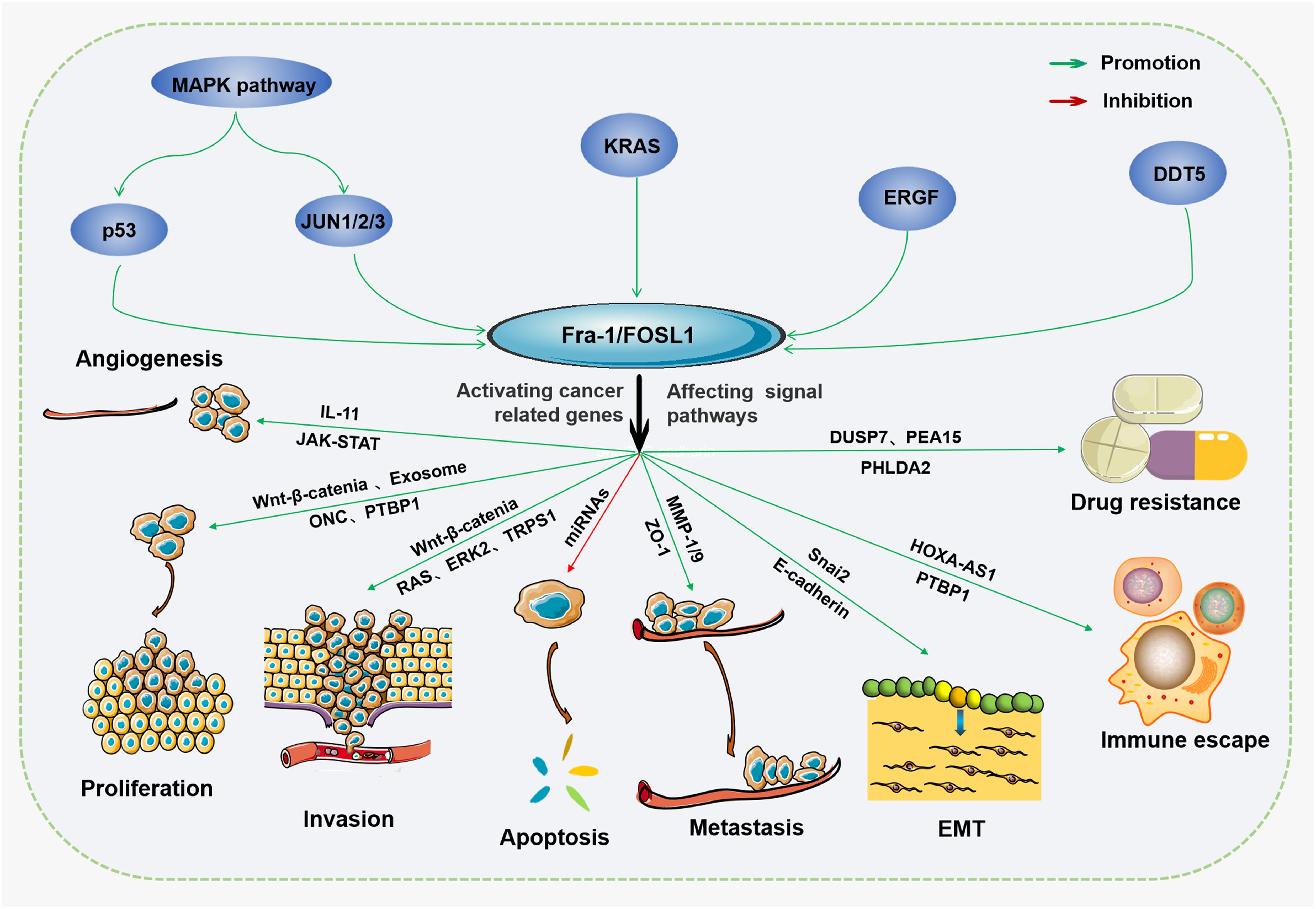 Diagram illustrating the role of Fra-1/FOSL1 in cancer, showing pathways like MAPK, KRAS, and ERGF leading to activating cancer-related genes and affecting signal pathways. Processes include proliferation, angiogenesis, invasion, apoptosis, metastasis, EMT (epithelial-mesenchymal transition), with elements like drug resistance and immune escape highlighted, indicating promotion and inhibition pathways.