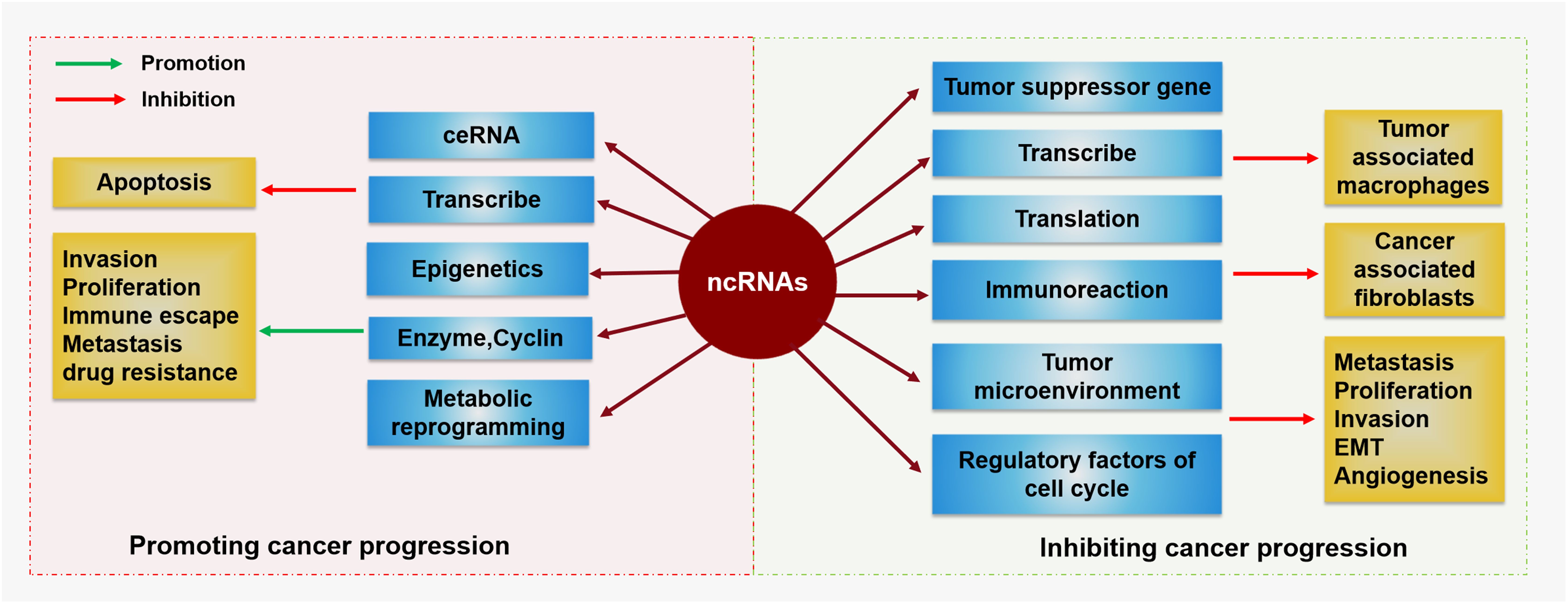 Diagram illustrating the role of ncRNAs in cancer progression. On the left, promoting factors include invasion, proliferation, immune escape, metastasis, and drug resistance, with apoptosis inhibited. On the right, inhibiting factors include tumor suppressor genes, immune reactions, tumor microenvironment, and cell cycle regulation, with tumor-associated macrophages and cancer-associated fibroblasts involved. Green arrows indicate promotion, red arrows indicate inhibition.