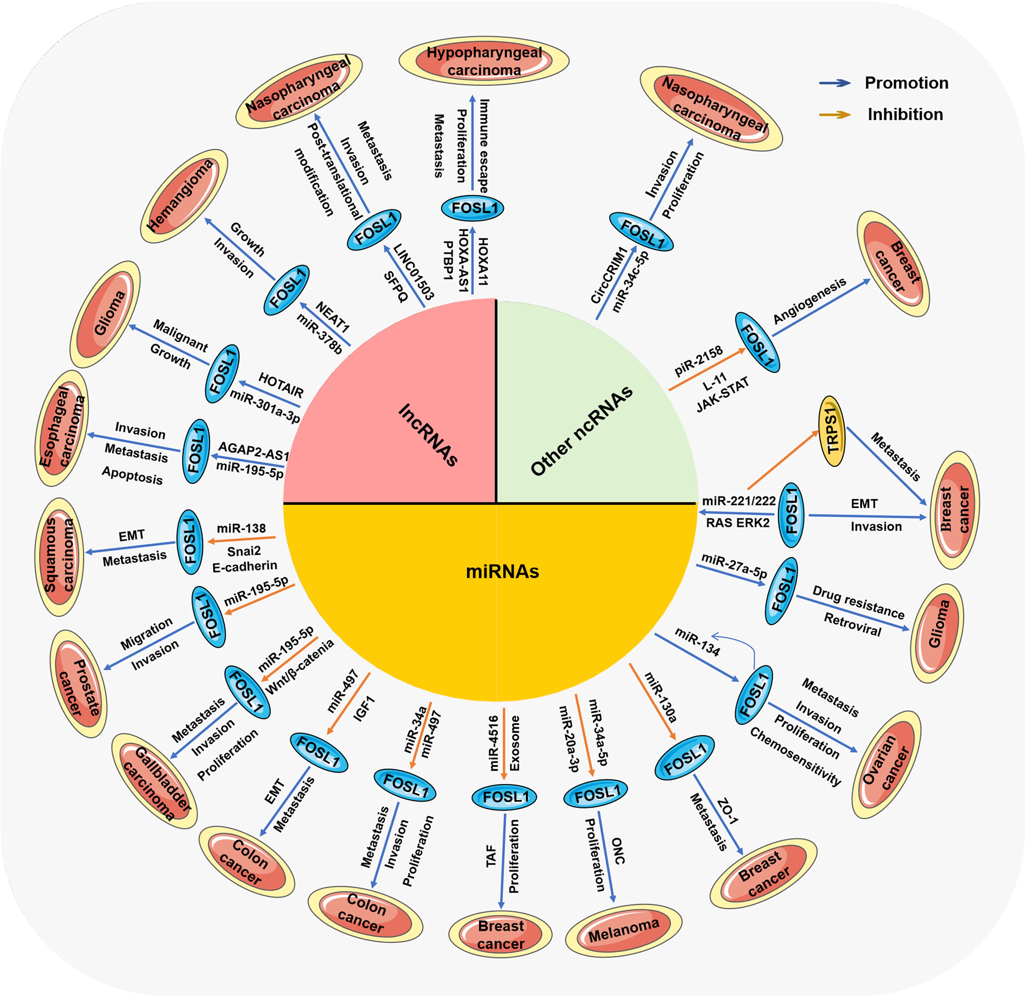 Circular diagram illustrating the roles of lncRNAs, other ncRNAs, and miRNAs in various cancers. The center is split into three sections labeled lncRNAs, other ncRNAs, and miRNAs. Different cancer types like nasopharyngeal carcinoma, glioma, and colon cancer are listed around the circle. Blue arrows indicate promotion, and orange arrows indicate inhibition of cancer-related processes. Terms like metastasis, proliferation, and invasion are mentioned, highlighting the impact of various RNAs.