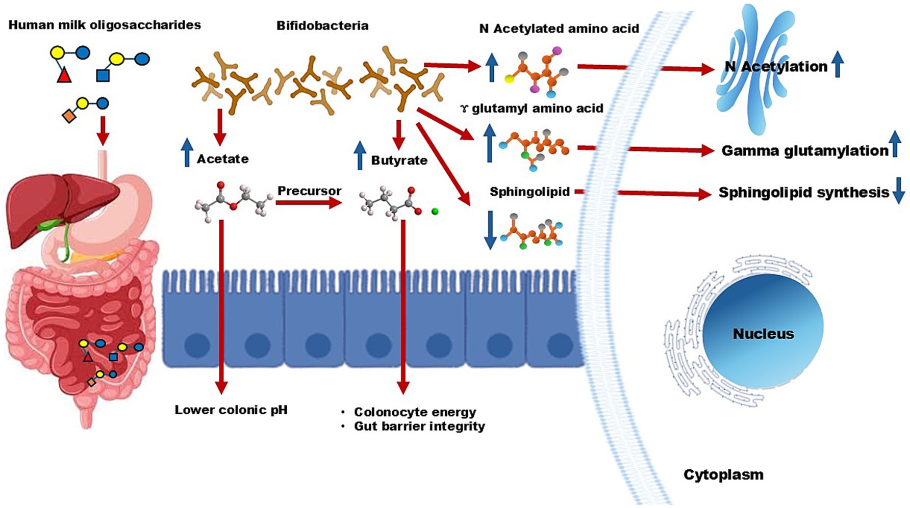 Diagram illustrating the interaction between human milk oligosaccharides and bifidobacteria in the gut. The breakdown produces acetate and butyrate, which serve as precursors affecting N-acetylation, gamma glutamylation, and sphingolipid synthesis. Arrows indicate processes lowering colonic pH and enhancing colonocyte energy and gut barrier integrity, with changes impacting the nucleus and cytoplasm.