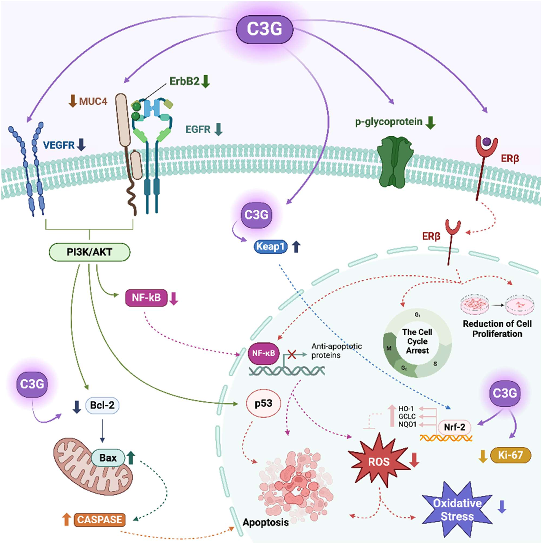 Diagram illustrating the effects of C3G on cellular pathways, including PI3K/AKT, NF-kB, and apoptosis. Elements shown are ErbB2, VEGFR, EGFR, ERβ, and p-glycoprotein interactions, ROS production, and impacts on oxidative stress and cell cycle arrest.