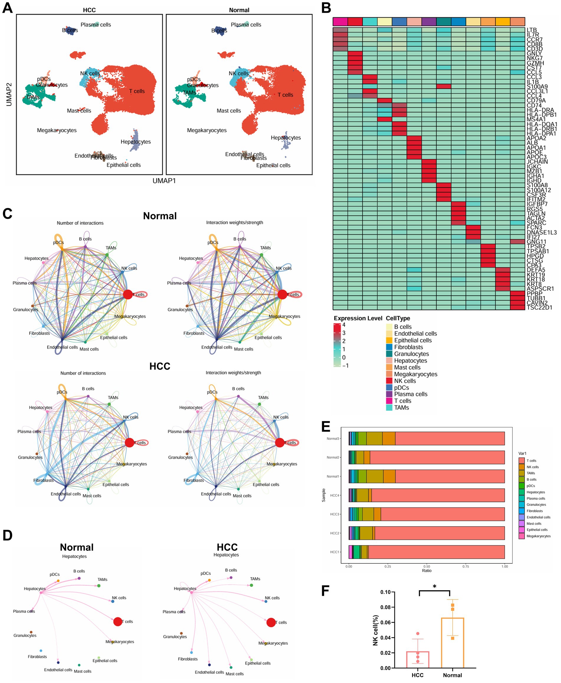 A composite image consisting of multiple panels related to cellular interactions and gene expression in hepatocellular carcinoma (HCC) and normal tissue. Panel A shows UMAP plots of cell types in HCC and normal conditions. Panel B presents a heatmap of gene expression levels across different cell types, with a color bar indicating levels from -1 to 4. Panel C includes network diagrams of cell type interactions, with separate charts for normal and HCC conditions, highlighting the number of interactions and their strengths. Panel D displays additional network diagrams focused on hepatocyte interactions in normal and HCC conditions. Panel E shows stacked bar charts comparing cell type proportions in normal and HCC tissues. Panel F features a bar chart showing the percentage of NK cells in HCC versus normal tissue, with a significant difference indicated by an asterisk.