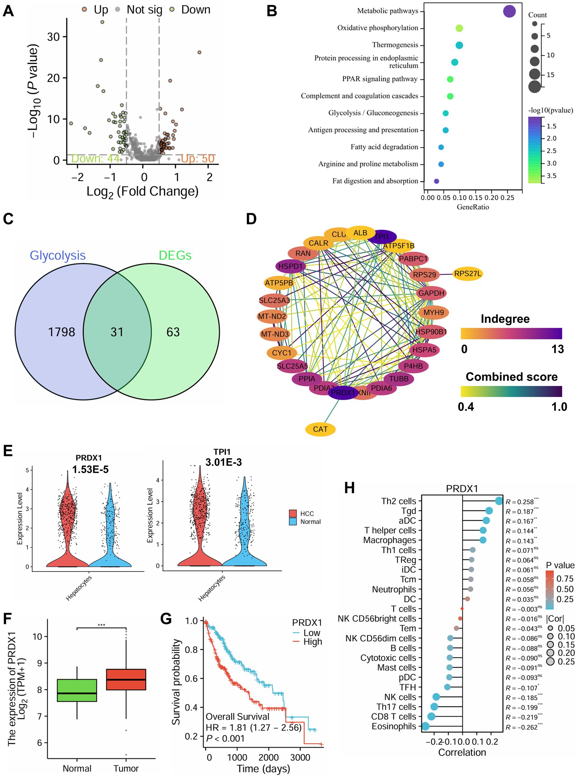 A multi-part scientific figure includes: A) Volcano plot showing differential expression with upregulated, downregulated, and not significant genes. B) Dot plot displaying enriched pathways with gene ratios and p-values. C) Venn diagram showing overlap between glycolysis and DEGs. D) Network diagram highlighting protein interactions, with indegree and combined score. E) Violin plots for PRDX1 and TPI1 expression in HCC versus normal tissues. F) Box plot showing PRDX1 expression difference between normal and tumor tissues. G) Kaplan-Meier survival curve comparing high and low PRDX1 expression with hazard ratio. H) Correlation analysis of PRDX1 with immune cell types, indicated by correlation coefficients and p-values.