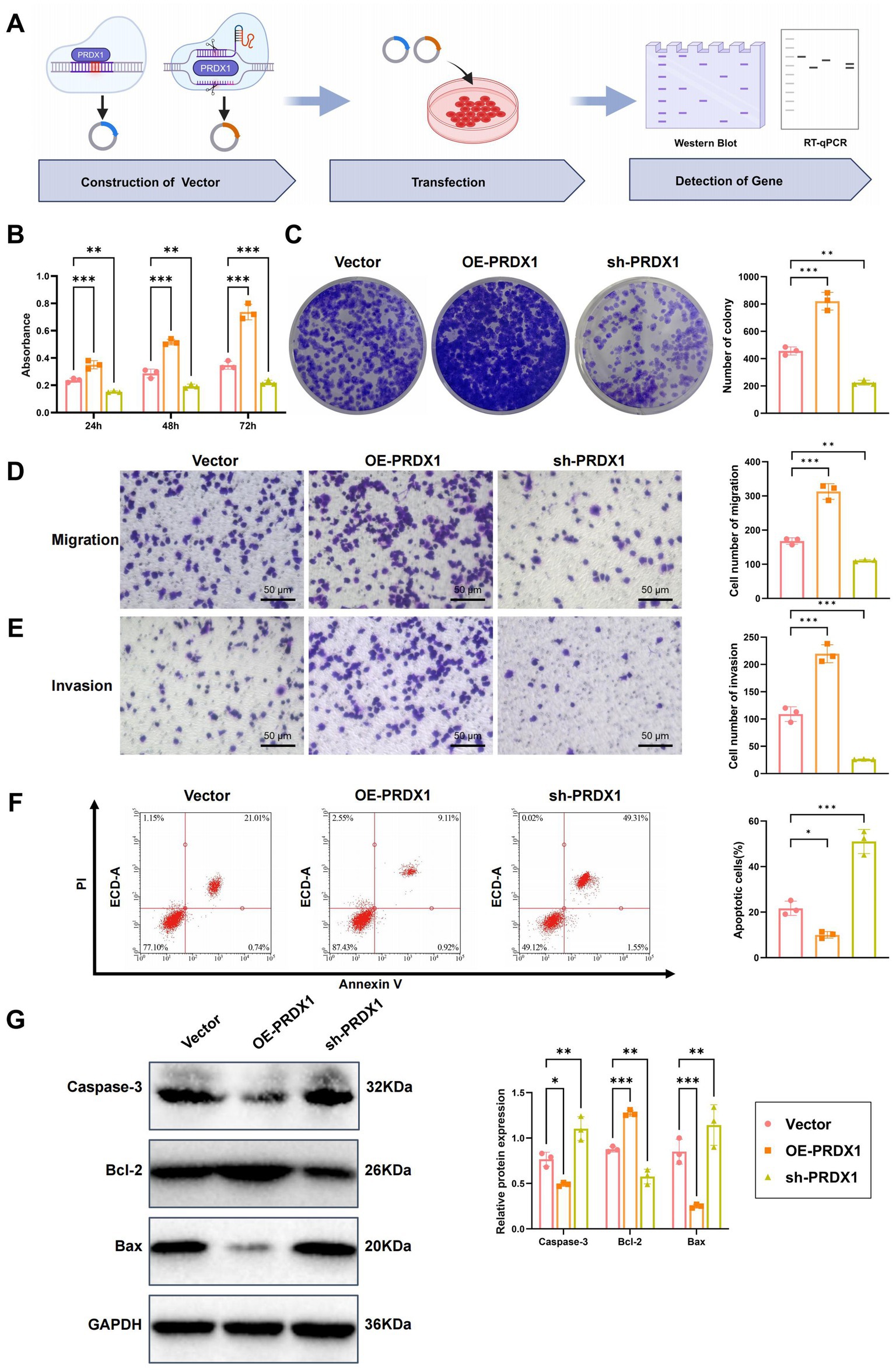 Diagram showing multiple experimental results related to PRDX1 gene expression:A) Illustration of vector construction, transfection, and gene detection processes.B) Bar graph indicating absorbance over 24, 48, and 72 hours for different treatments, with statistical significance marked.C) Images showing colony formation with corresponding graph of colony count.D) Microscopy images of cell migration with a graph showing cell numbers.E) Cell invasion images with a graph for invasion count.F) Flow cytometry plots for apoptosis analysis with a bar graph of apoptotic cells percentage.G) Western blot images for Caspase-3, Bcl-2, Bax, and GAPDH with a graph for relative protein expression. Statistical significance is noted throughout.