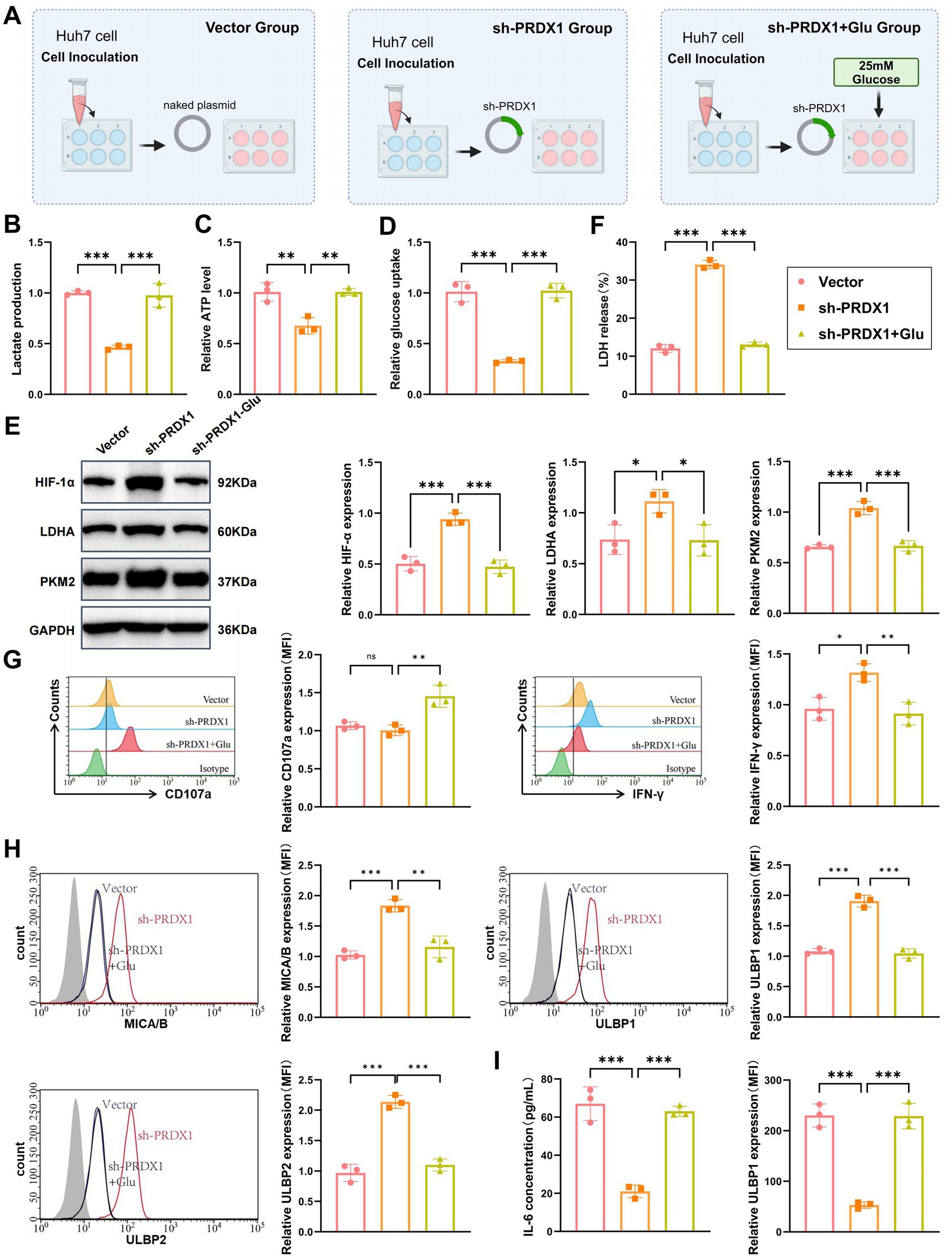 Illustration and charts detailing cellular and molecular biology experiments involving Huh7 cells with vector, sh-PRDX1, and sh-PRDX1 plus glucose treatments. Flow charts, Western blots, and bar graphs indicate results on lactate production, ATP levels, glucose uptake, LDH release, protein expression (HIF-1α, LDHA, PKM2), CD107a, IFN-γ, MICA/B, ULBP2, IL-6 concentration, and other markers. Statistical significance is highlighted by asterisks.