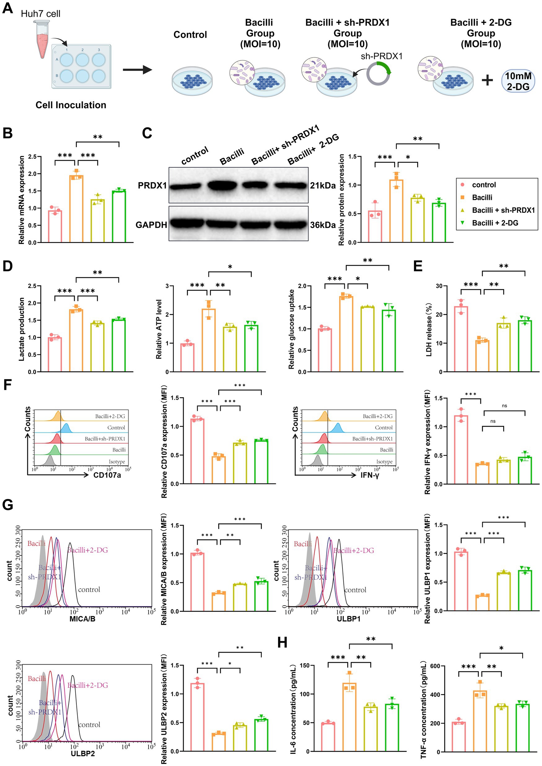 The image contains multiple panels illustrating a study on Huh7 cells treated with different conditions. Panel A shows a schematic of cell inoculation with different treatments: Control, Bacilli, Bacilli + sh-PRDX1, and Bacilli + 2-DG. Panel B depicts relative mRNA expression with bar graphs. Panel C includes a Western blot showing PRDX1 and GAPDH levels with corresponding bar graph analysis. Panel D shows bar graphs of lactate production, ATP level, and glucose uptake. Panel E displays LDH release percentages. Panels F and G include flow cytometry plots and bar graphs for CD107a, IFN-γ, MIC/A/B, ULBP1, and ULBP2. Panel H presents bar graphs for IL-6 and TNF-α concentrations, with statistical significance indicated.