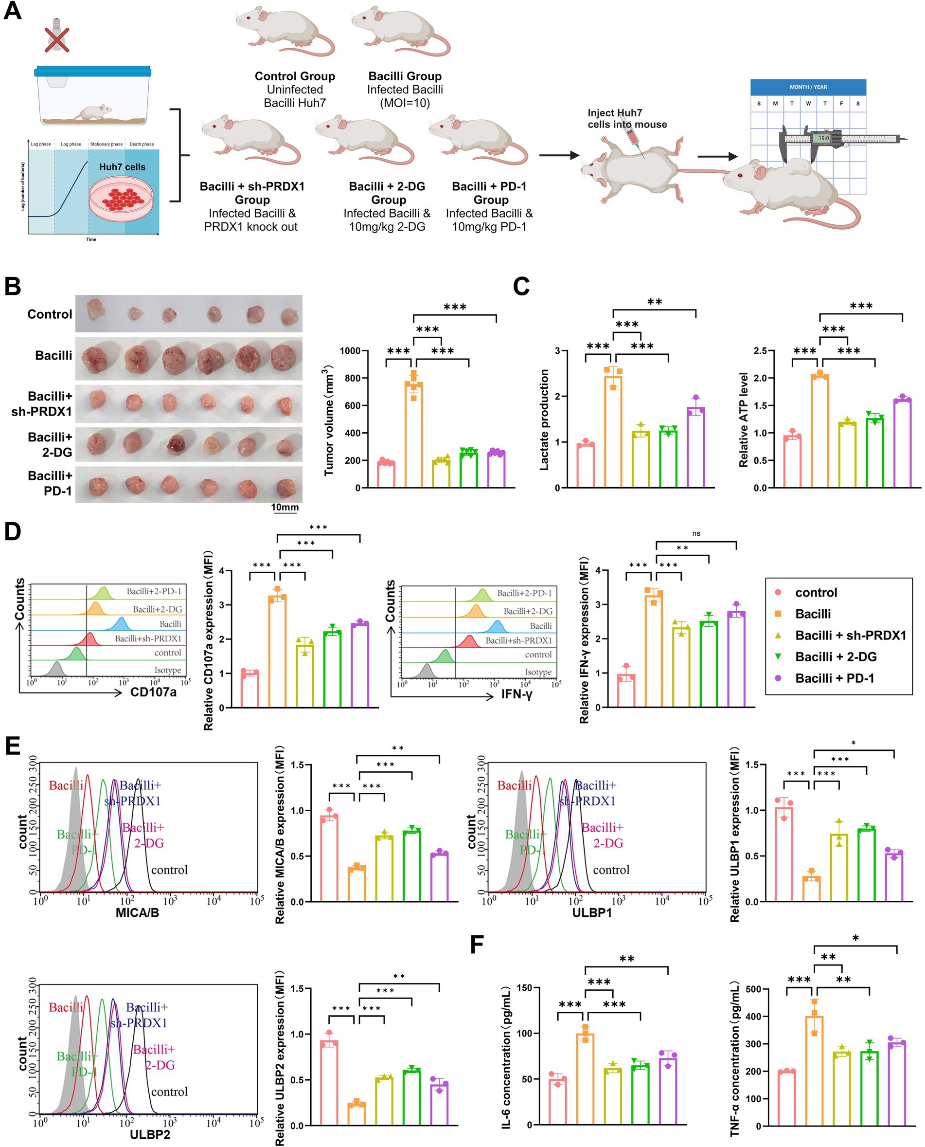 Scientific figure showing an experimental workflow and results. Panel A illustrates the experimental setup with groups of mice receiving different treatments: control, Bacilli, Bacilli + sh-PRDX1, Bacilli + 2-DG, and Bacilli + PD-1. Panels B through F present various data as bar graphs and flow cytometry plots, showing tumor volume, lactate production, ATP levels, CD107a and IFN-γ expression, MICA/B, ULBP1/2 expression, and cytokine concentrations (IL-6, TNF-α). Significant differences between treatments are indicated with asterisks.