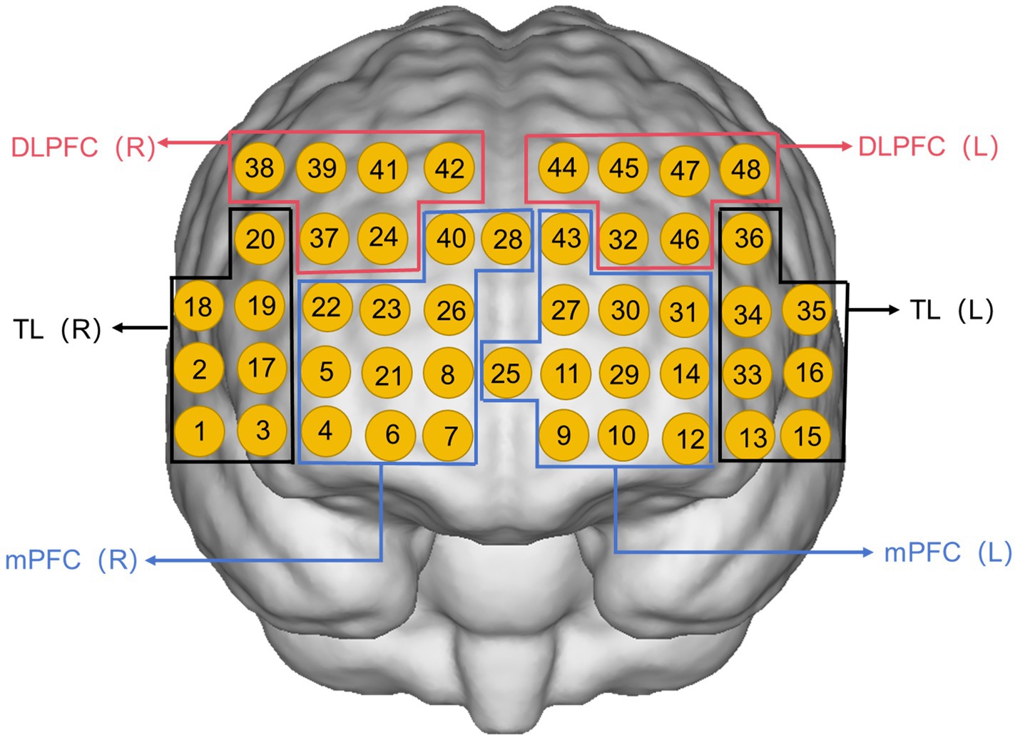 Anterior view schematic of the brain with numbered yellow circles indicating measurement channels. Sections are labeled: DLPFC (right and left) marked by red outlines, TL (right and left) by black outlines, and mPFC (right and left) by blue outlines.