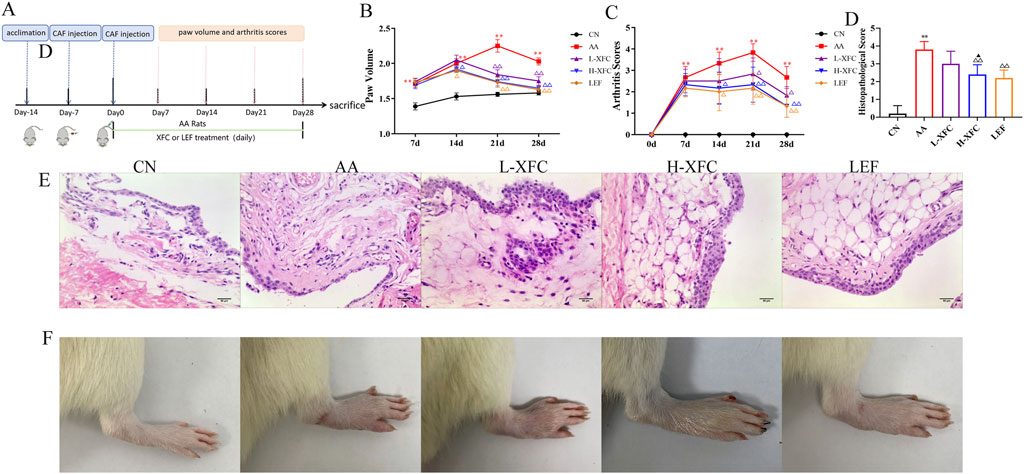 Chart and procedure diagram showcasing a study on rat arthritis. The diagram (A) outlines the experiment timeline with tasks like acclimation and injections. Graphs (B, C, D) display data on paw volume, arthritis scores, and histopathological scores for different treatment groups (CN, AA, L-XFC, H-XFC, LEF). Microscopic images (E) show histological differences among these groups. Photographs (F) display rat paws, illustrating variations in appearance due to treatments.