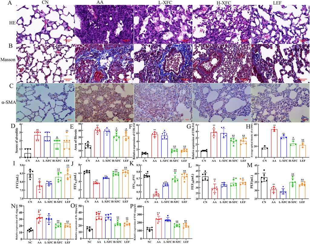 Histological and data analysis image showing different treatments on tissue samples labeled CN, AA, L-XFC, H-XFC, and LEF. Panel A displays HE staining, panel B shows Masson staining, and panel C illustrates α-SMA staining. Panels D to P feature various bar graphs, depicting scores of vesiculitis, fibrosis area, and different expressions and measurements such as COL3A1, α-SMA density, FVC, and FEV across the treatment groups, indicating statistical comparisons. Scale bars signify standard sizes for the micrographs.