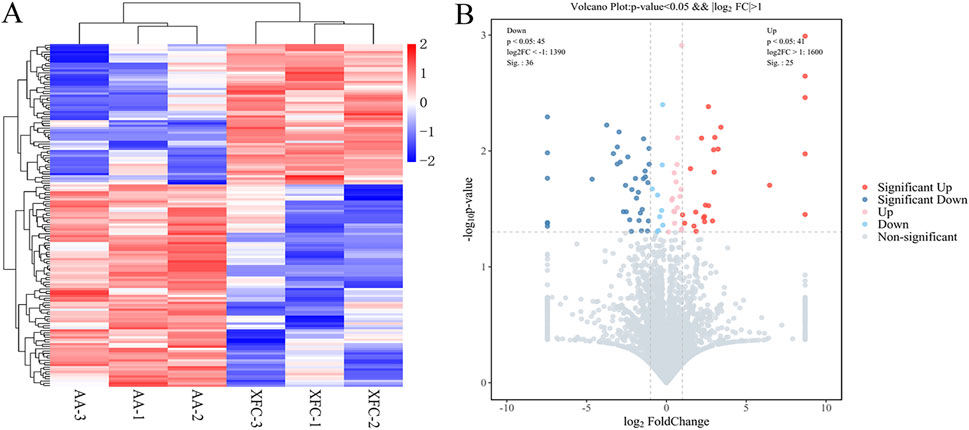 Panel A is a heatmap with hierarchical clustering showing data from samples labeled AA-3 to XFC-2. The color scale ranges from blue to red, indicating expression levels. Panel B is a volcano plot depicting differential expression data. Points are colored based on significance: red for significant upregulation and blue for significant downregulation. Axes represent log2 fold change and negative log10 p-value, with annotations detailing significance thresholds.